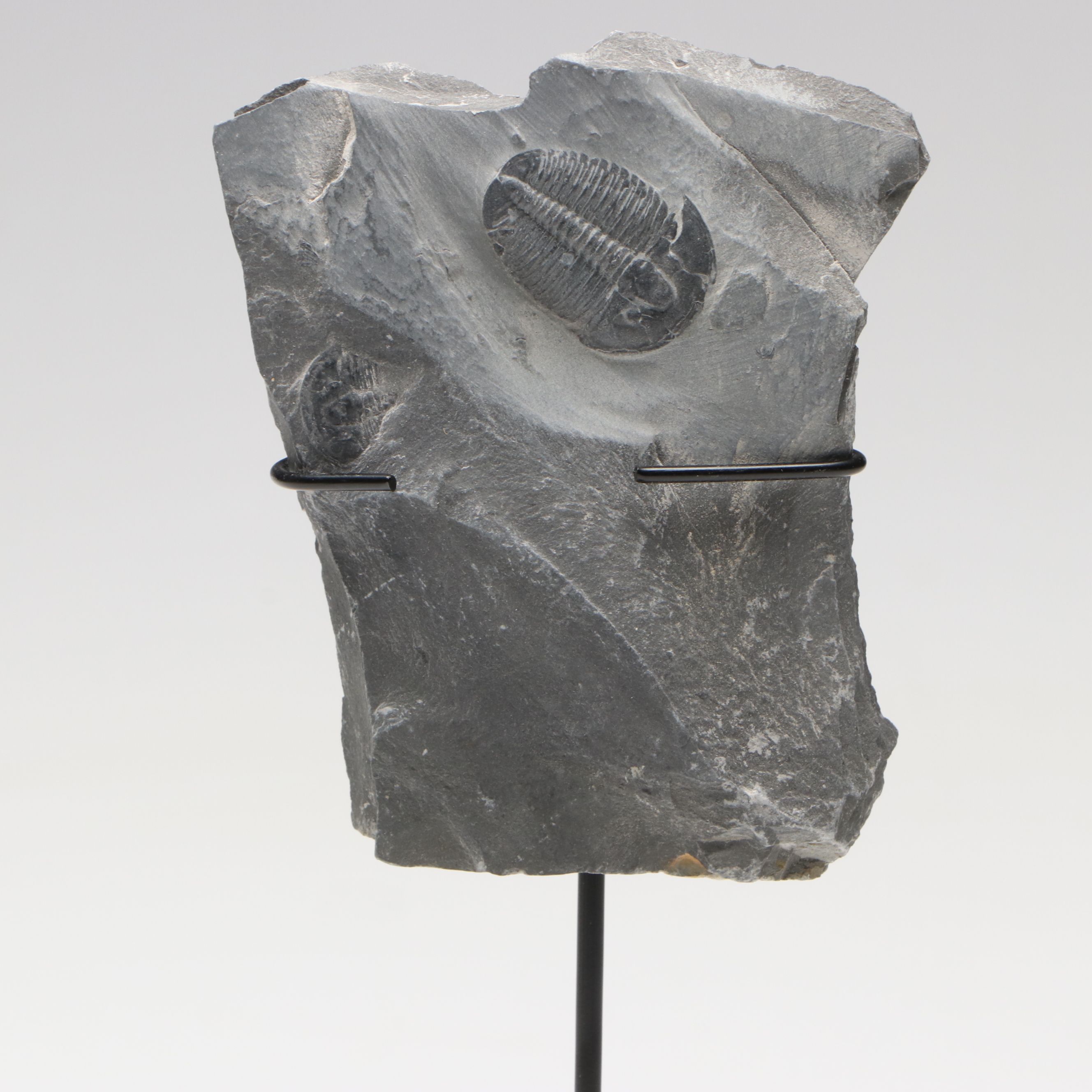 Elrathia Kingii Fossil Trilobite, Middle Cambrian Age, with Custom Stand