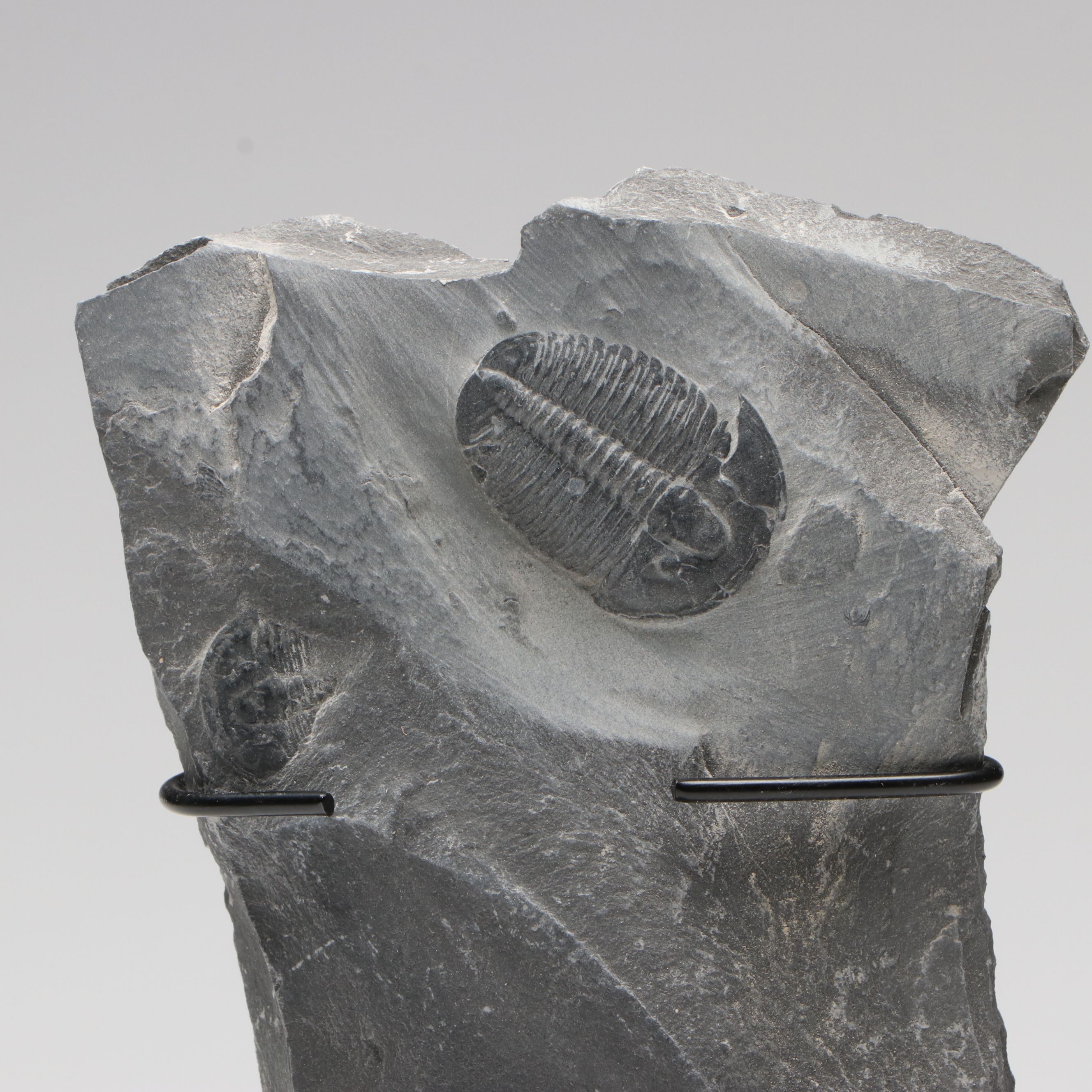 Elrathia Kingii Fossil Trilobite, Middle Cambrian Age, with Custom Stand