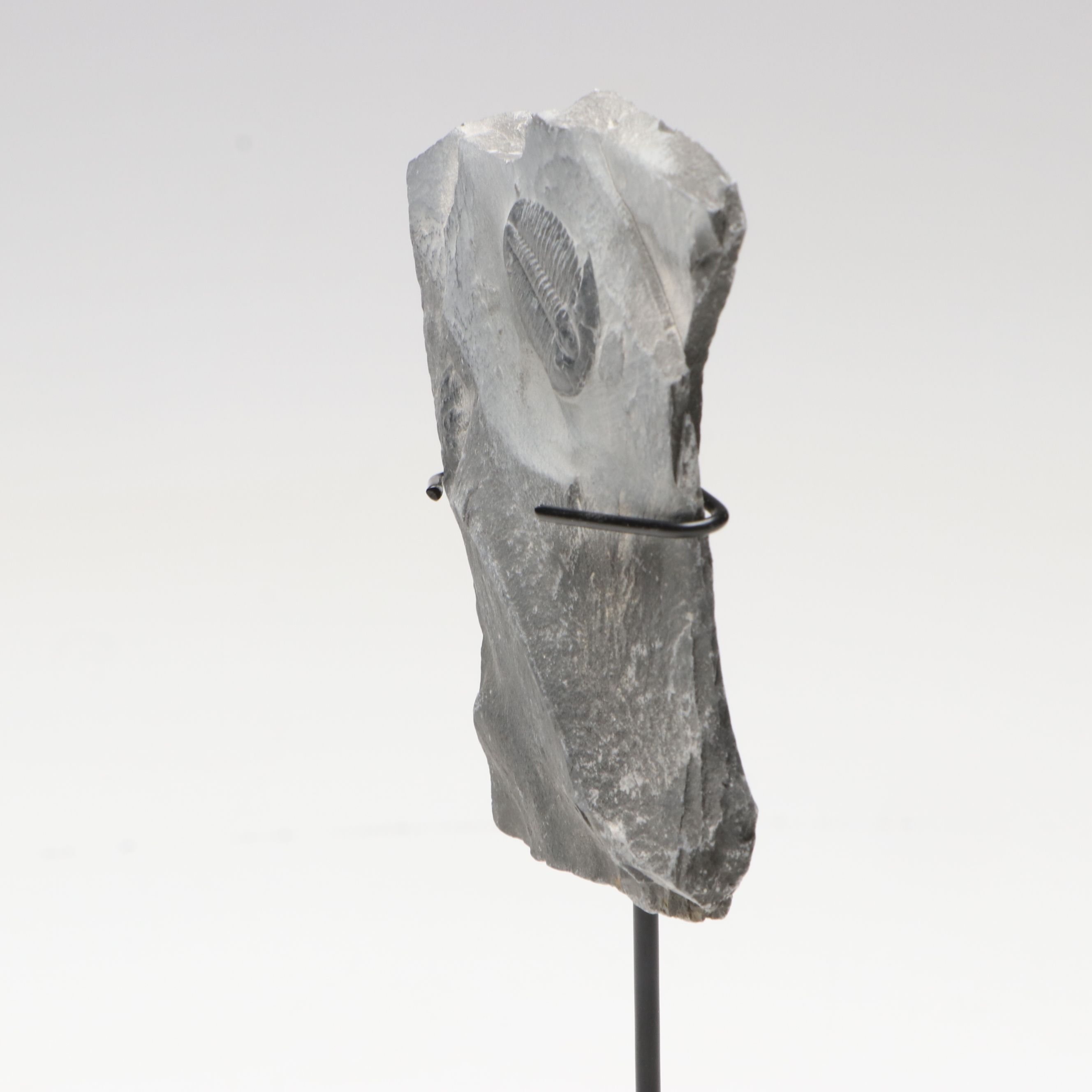 Elrathia Kingii Fossil Trilobite, Middle Cambrian Age, with Custom Stand