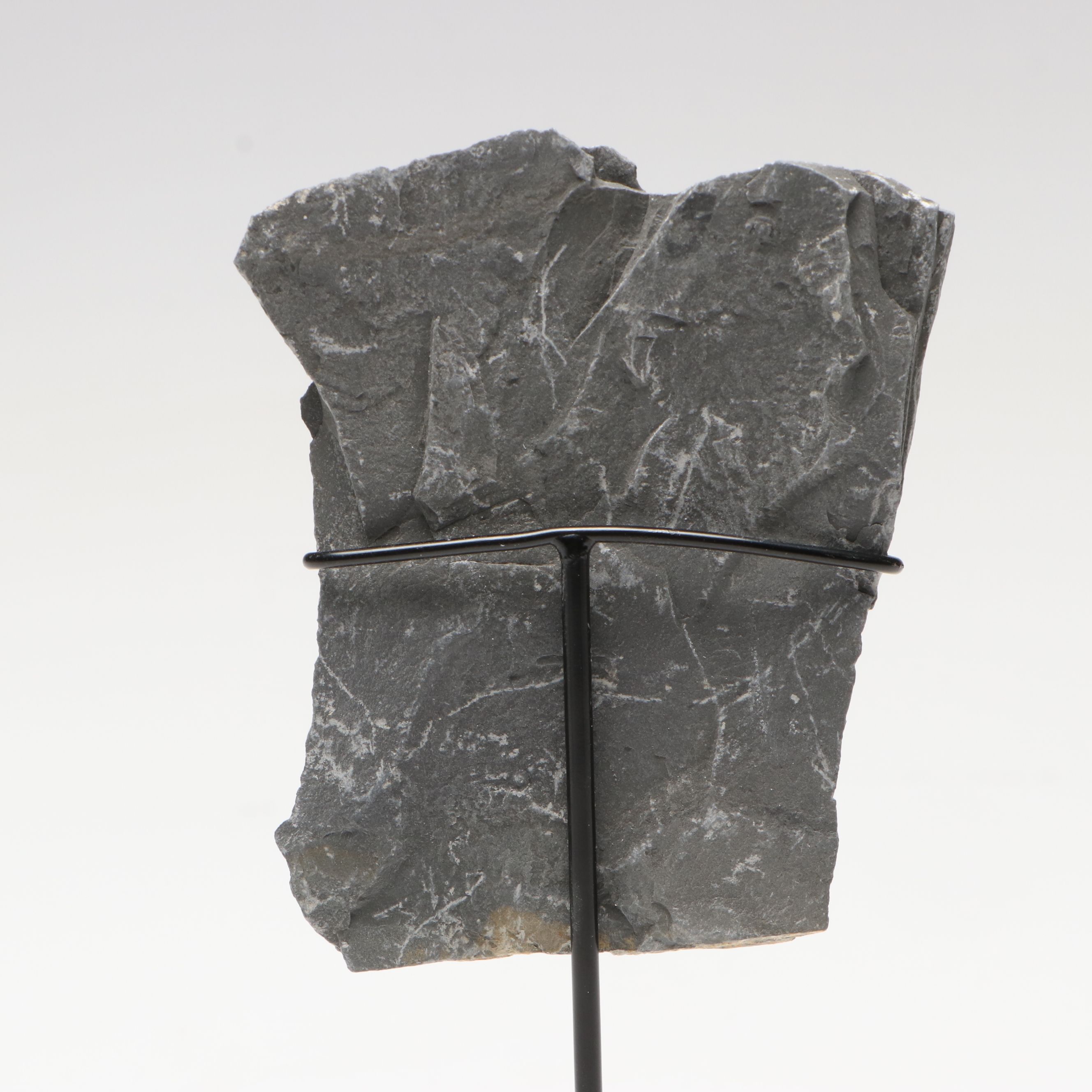 Elrathia Kingii Fossil Trilobite, Middle Cambrian Age, with Custom Stand