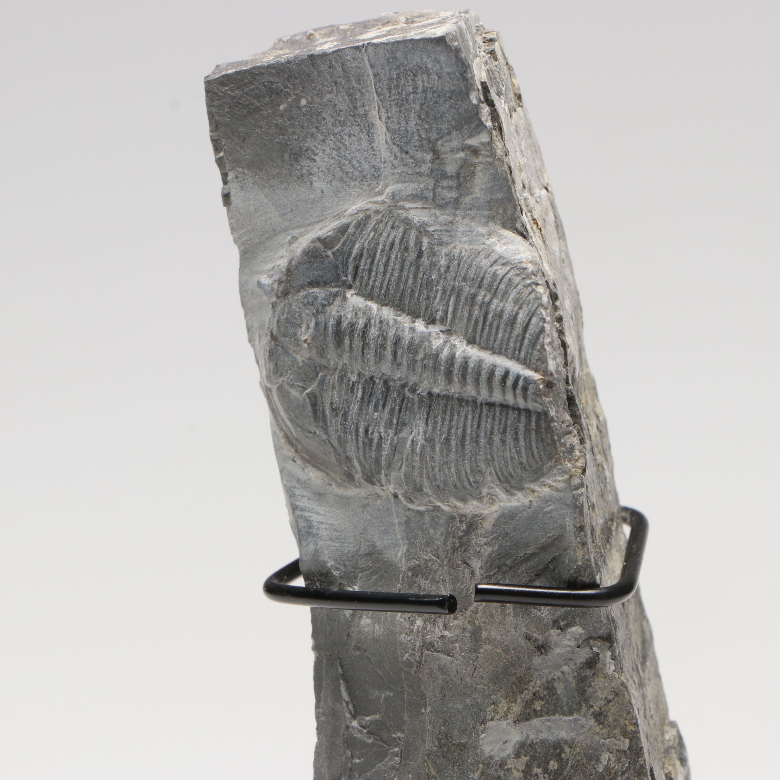 Elrathia Kingii Fossil Trilobite, Middle Cambrian Age, with Custom Stand