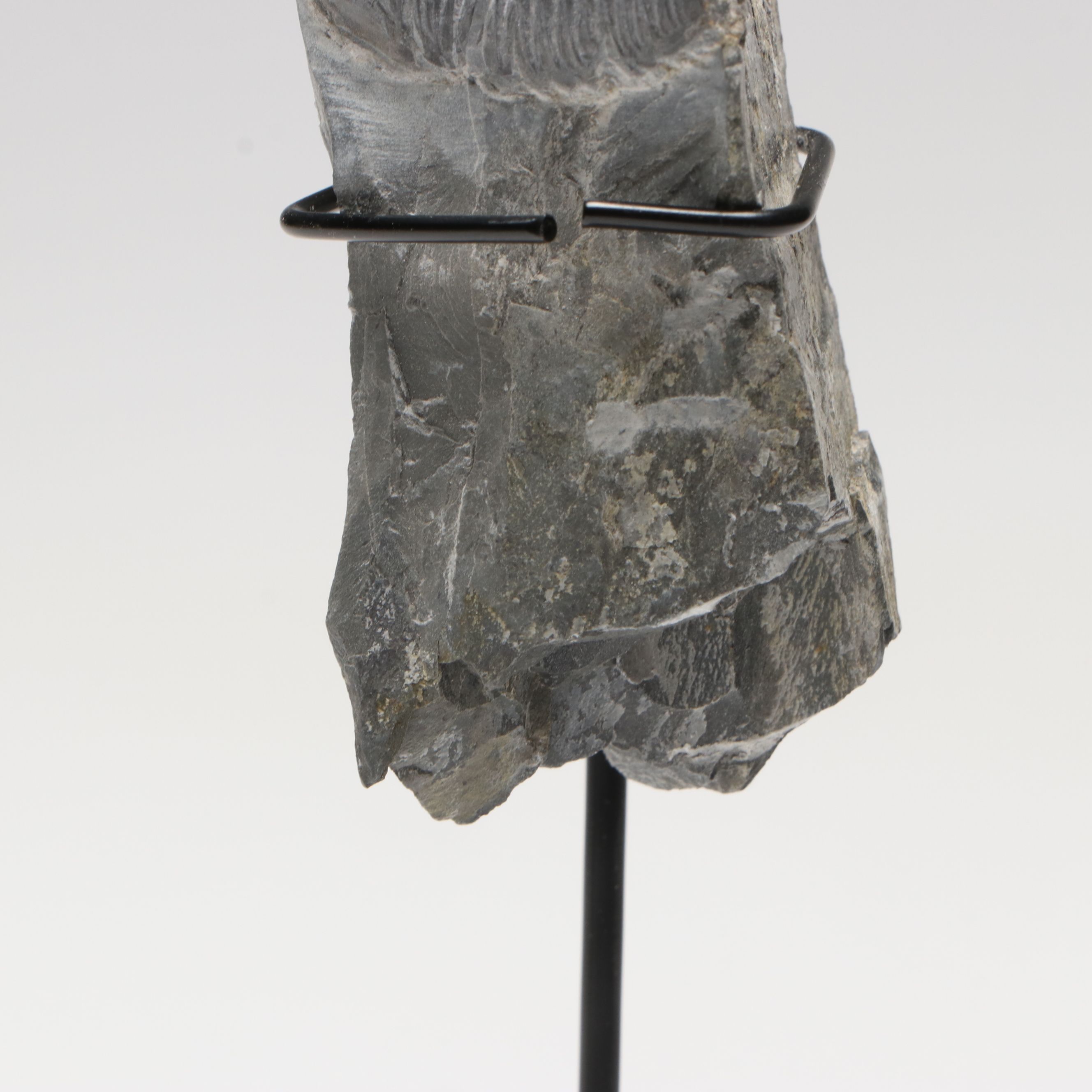 Elrathia Kingii Fossil Trilobite, Middle Cambrian Age, with Custom Stand