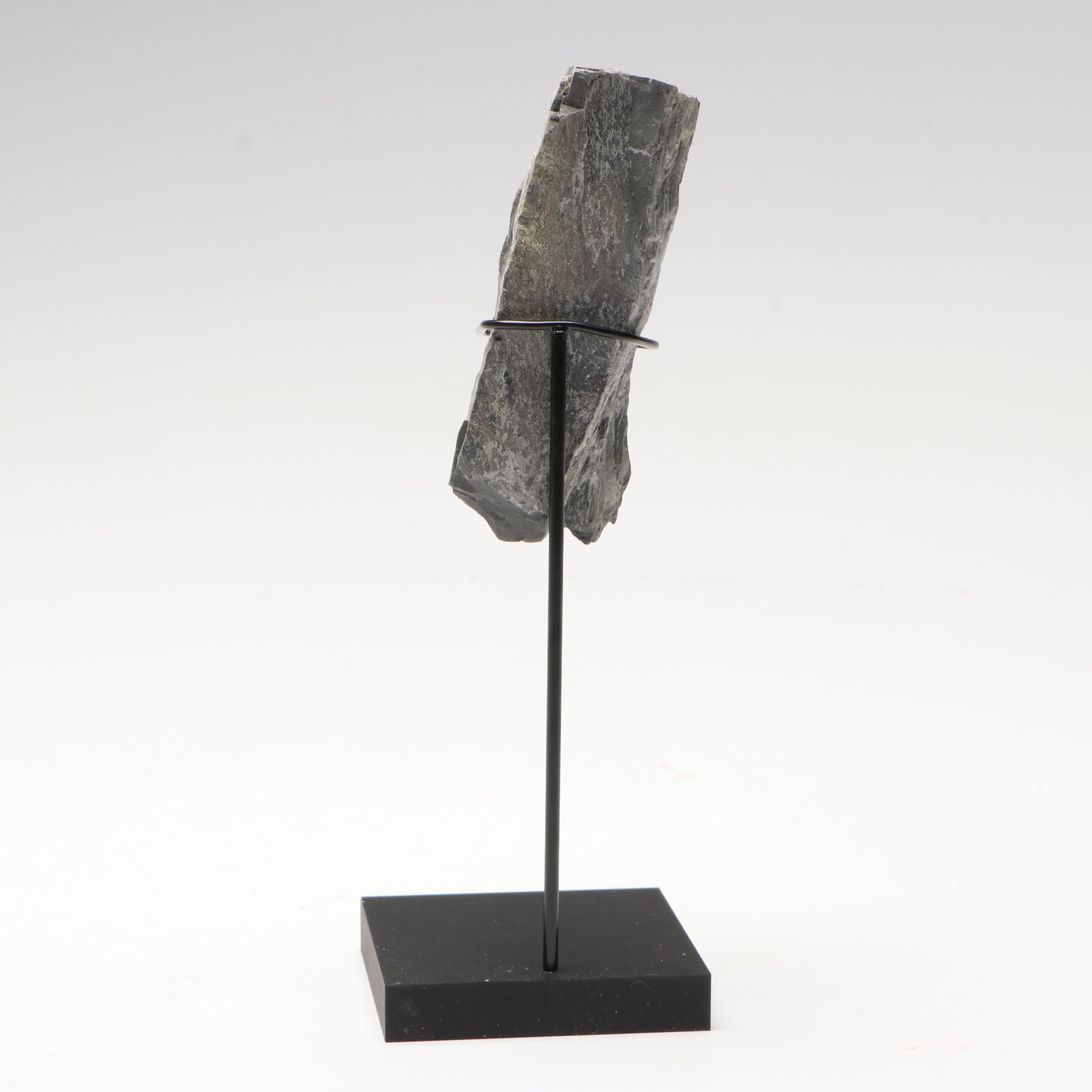 Elrathia Kingii Fossil Trilobite, Middle Cambrian Age, with Custom Stand