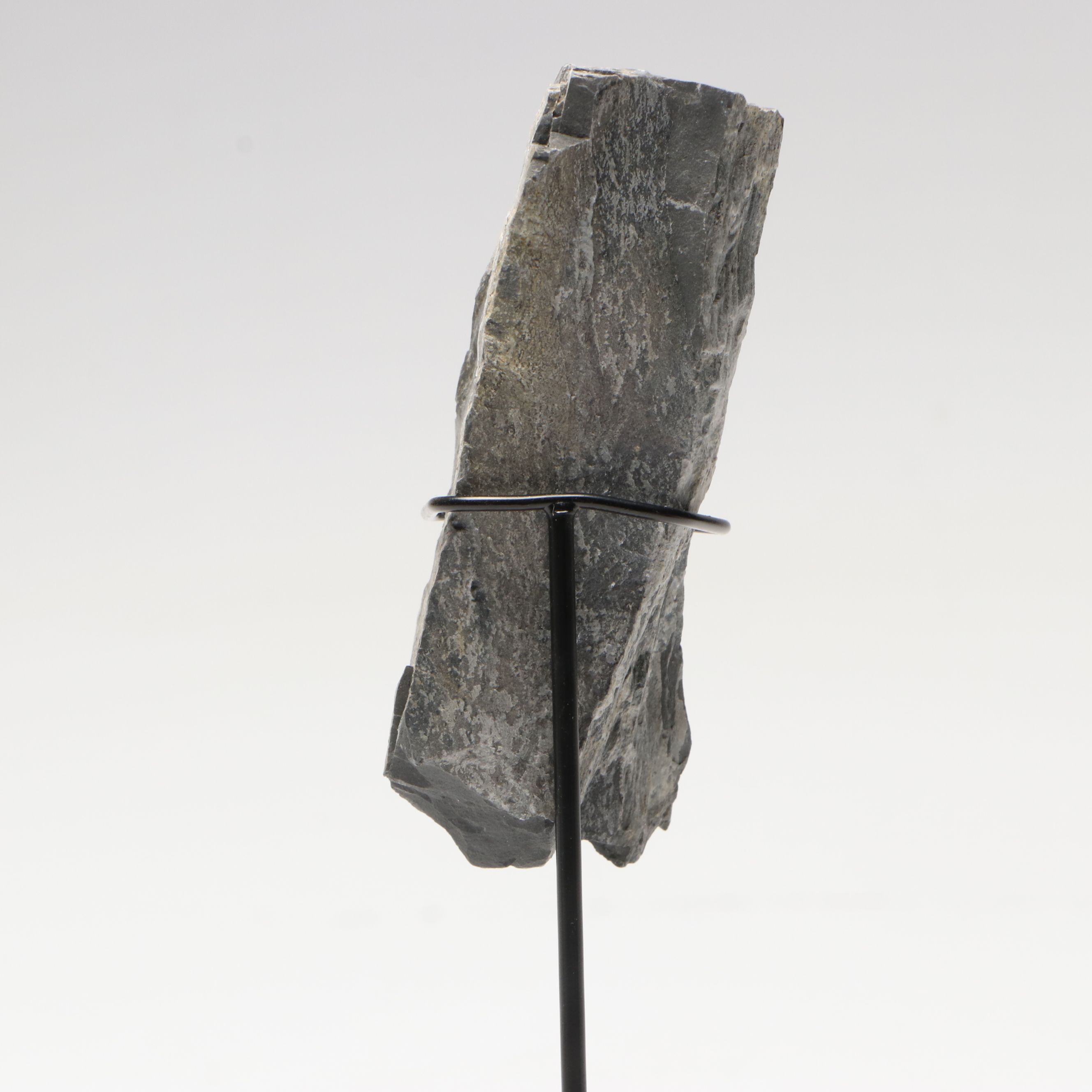 Elrathia Kingii Fossil Trilobite, Middle Cambrian Age, with Custom Stand