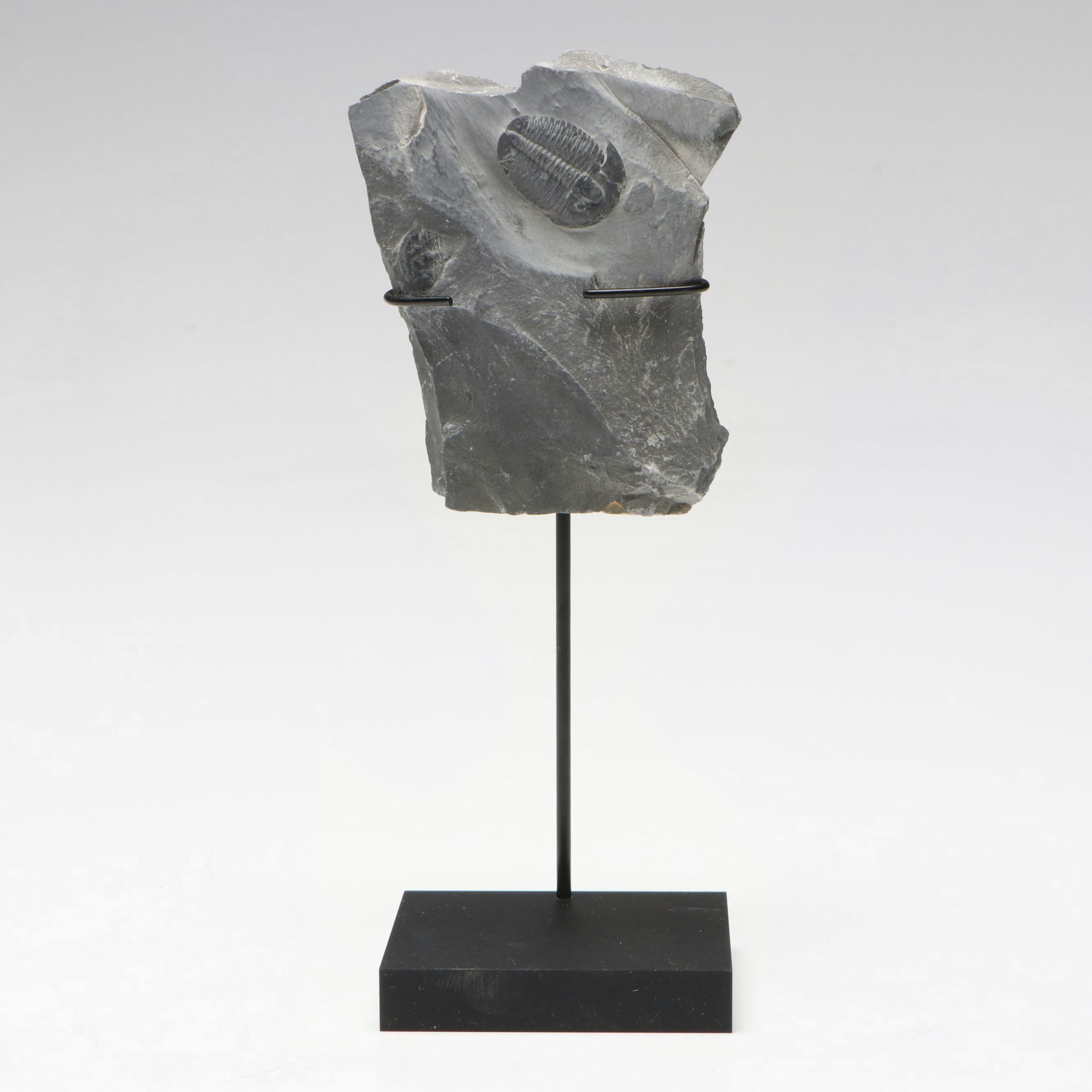 Elrathia Kingii Fossil Trilobite, Middle Cambrian Age, with Custom Stand