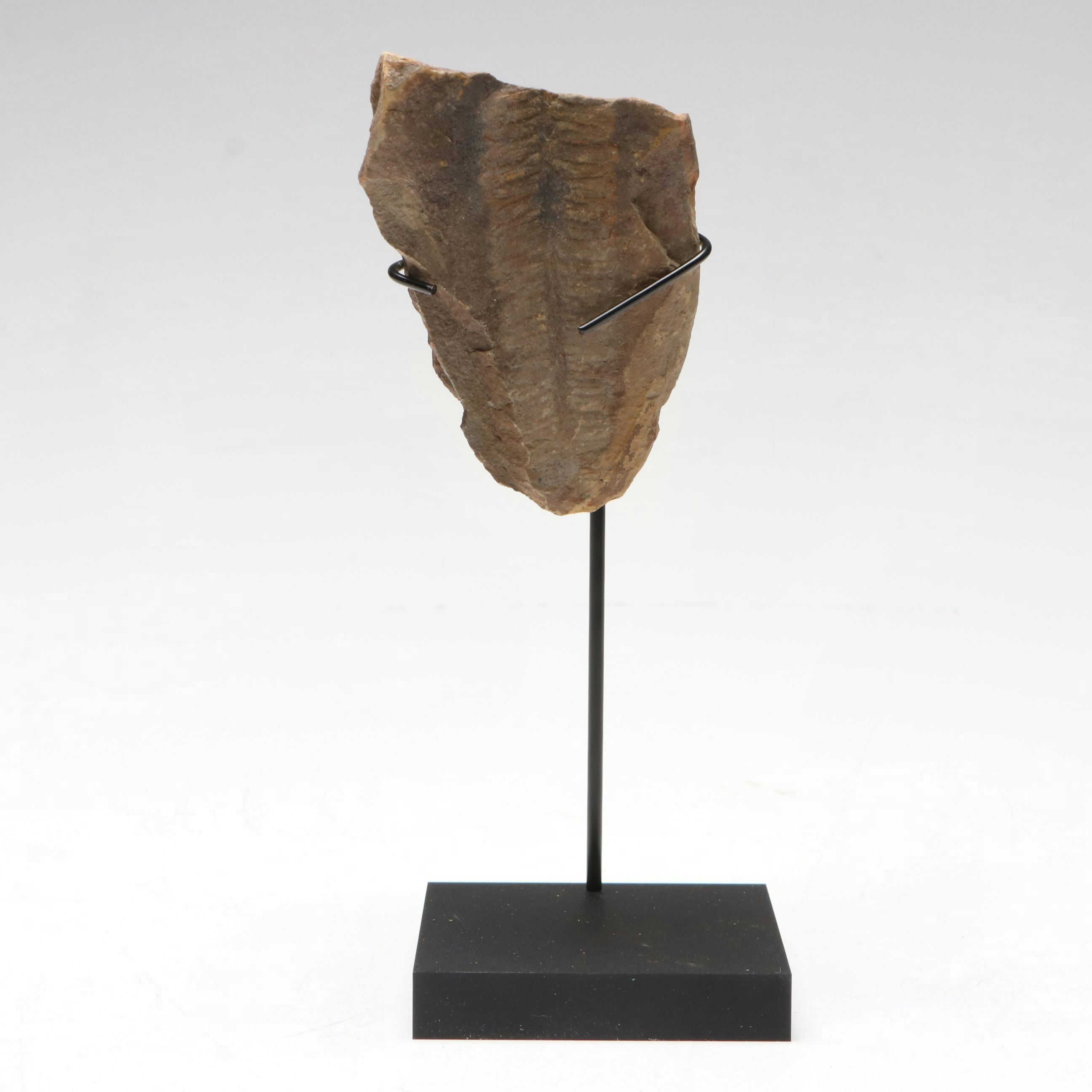 Mazon Creek Fossil Fern Nodule, Mid-Pennsylvanian Epoch, with Stand