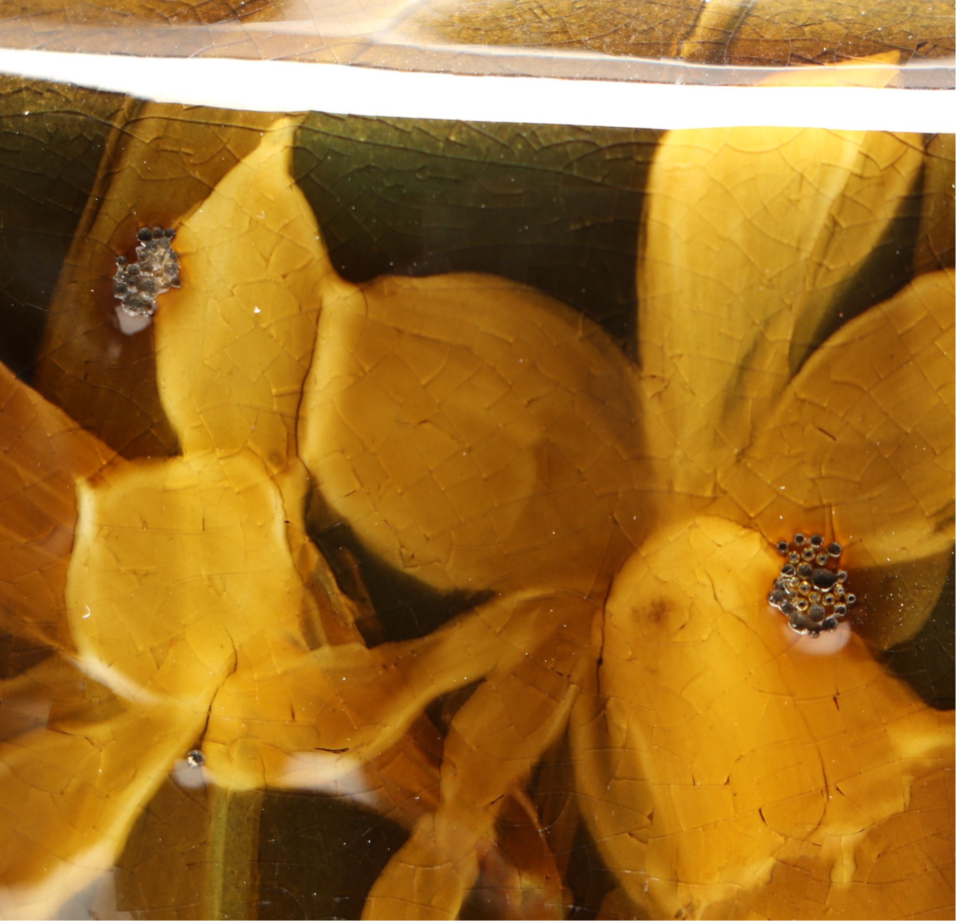 Mary Madeline Nourse for Rookwood Pottery Vase, 1897