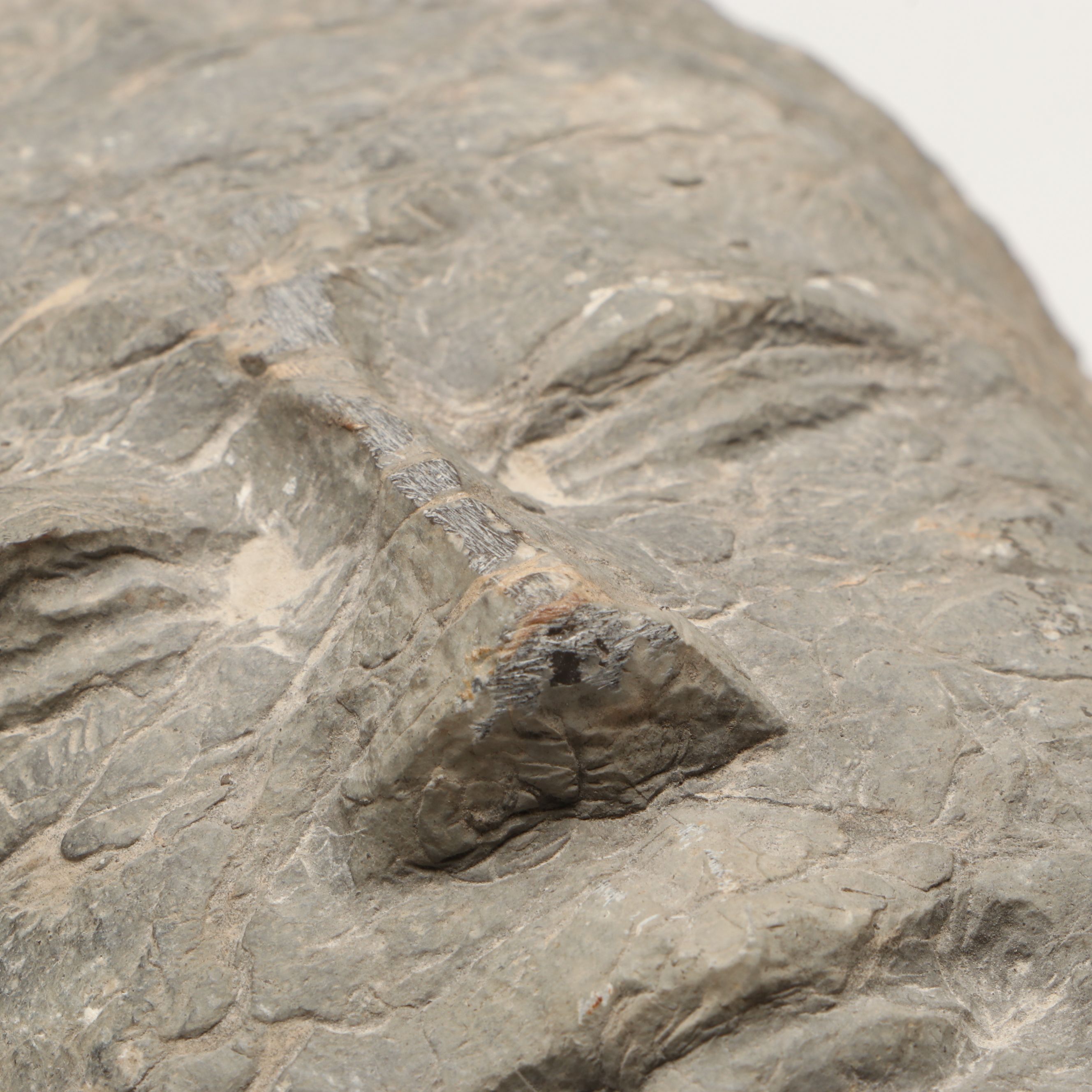 Asian Carved Stone Bodhisattva Head