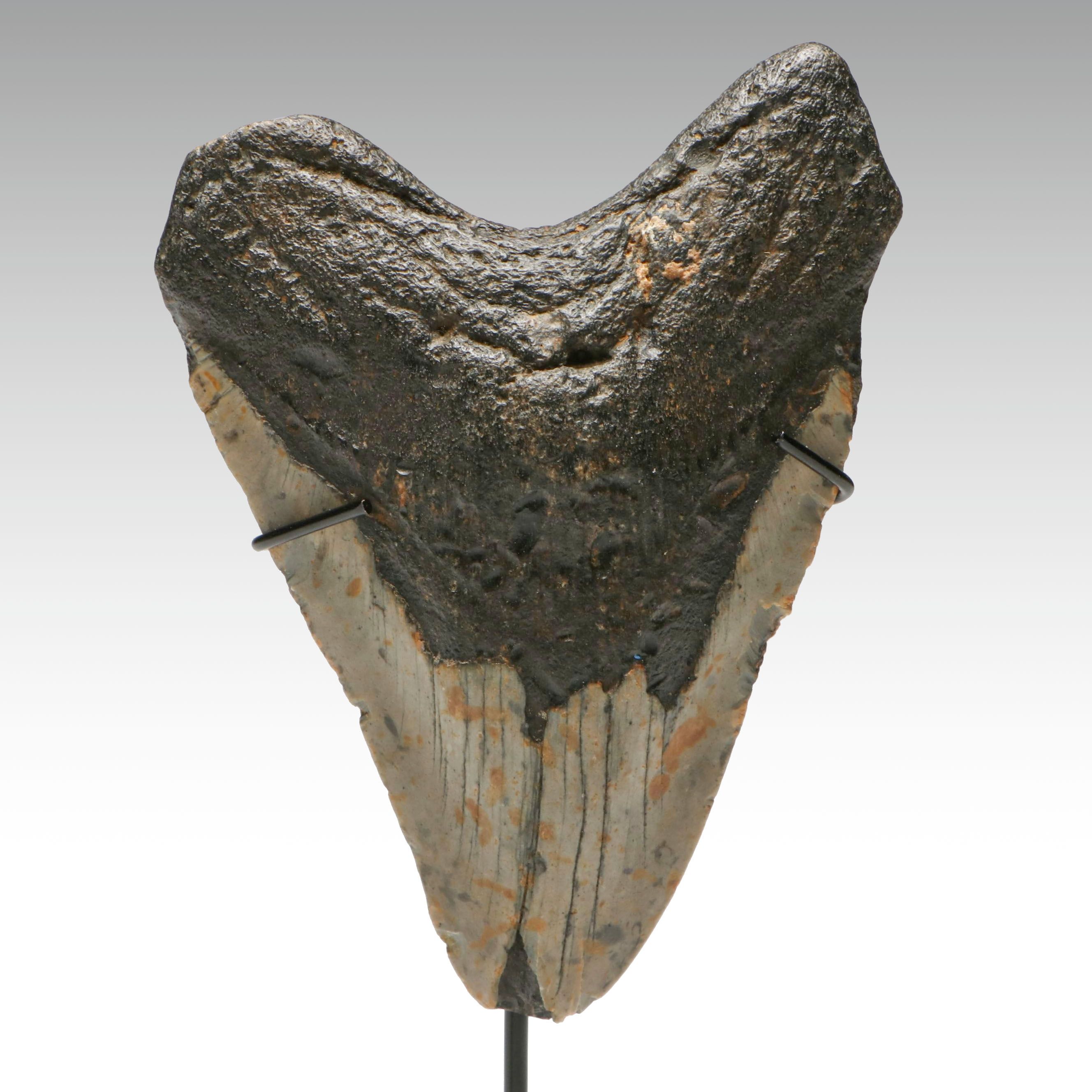 Megalodon Fossil Tooth
