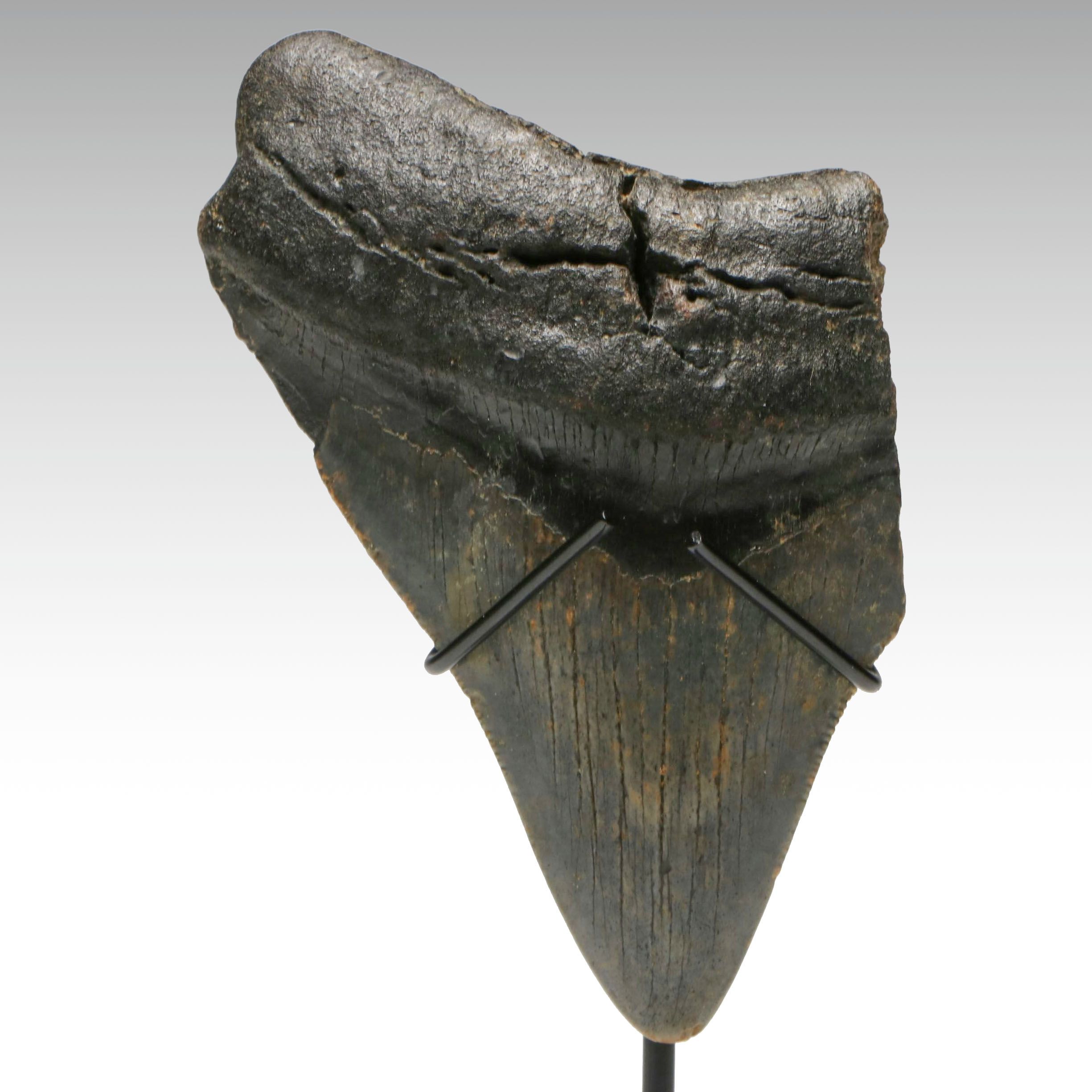 Megalodon Fossil Tooth