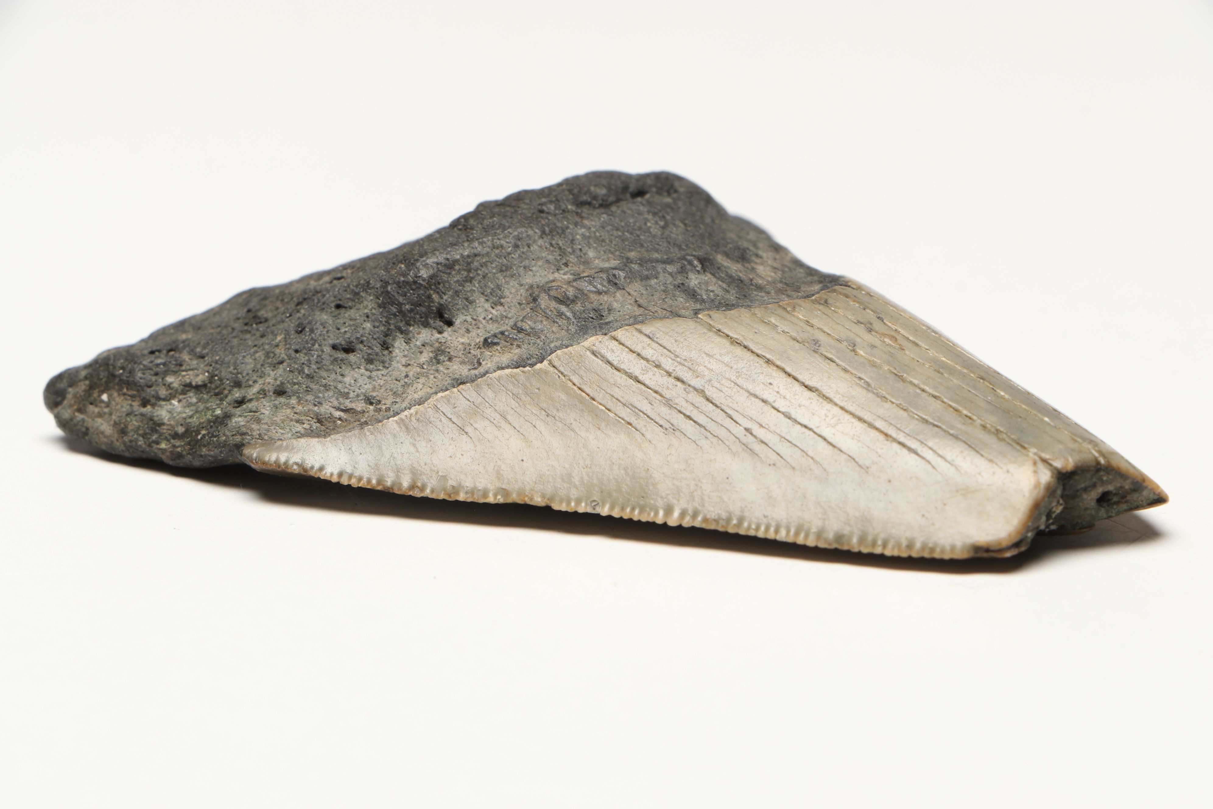 Megalodon Fossil Tooth