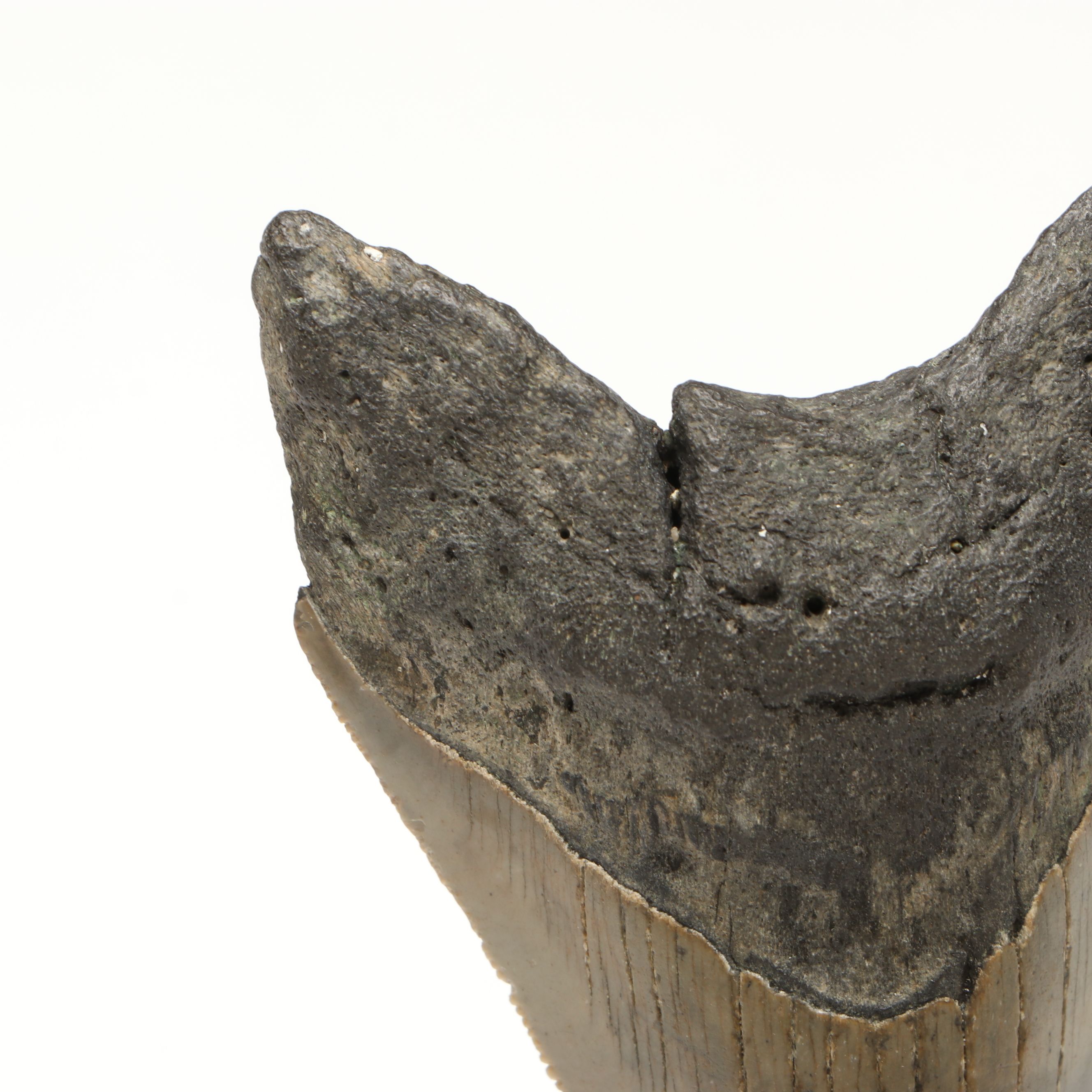 Megalodon Fossil Tooth