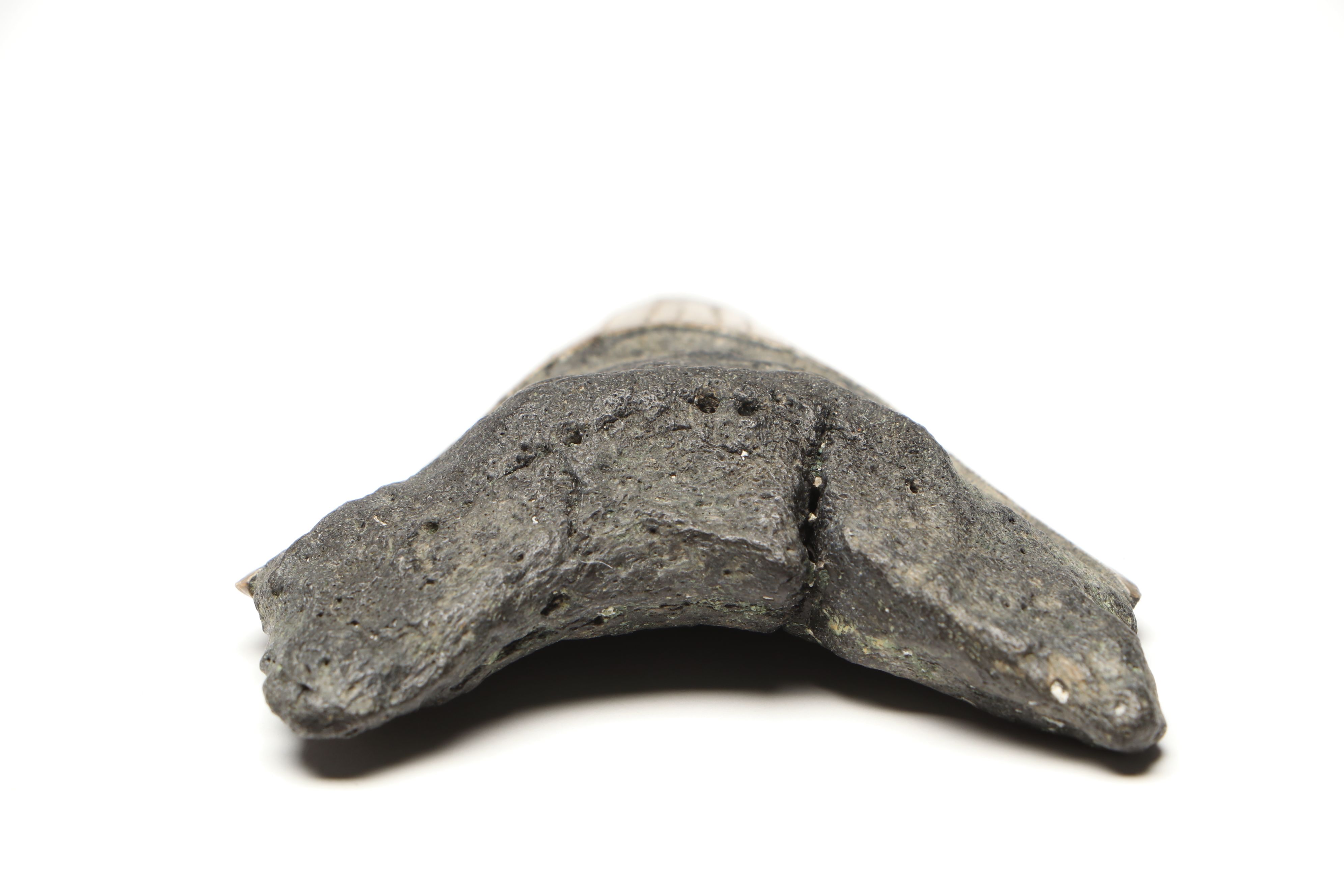 Megalodon Fossil Tooth