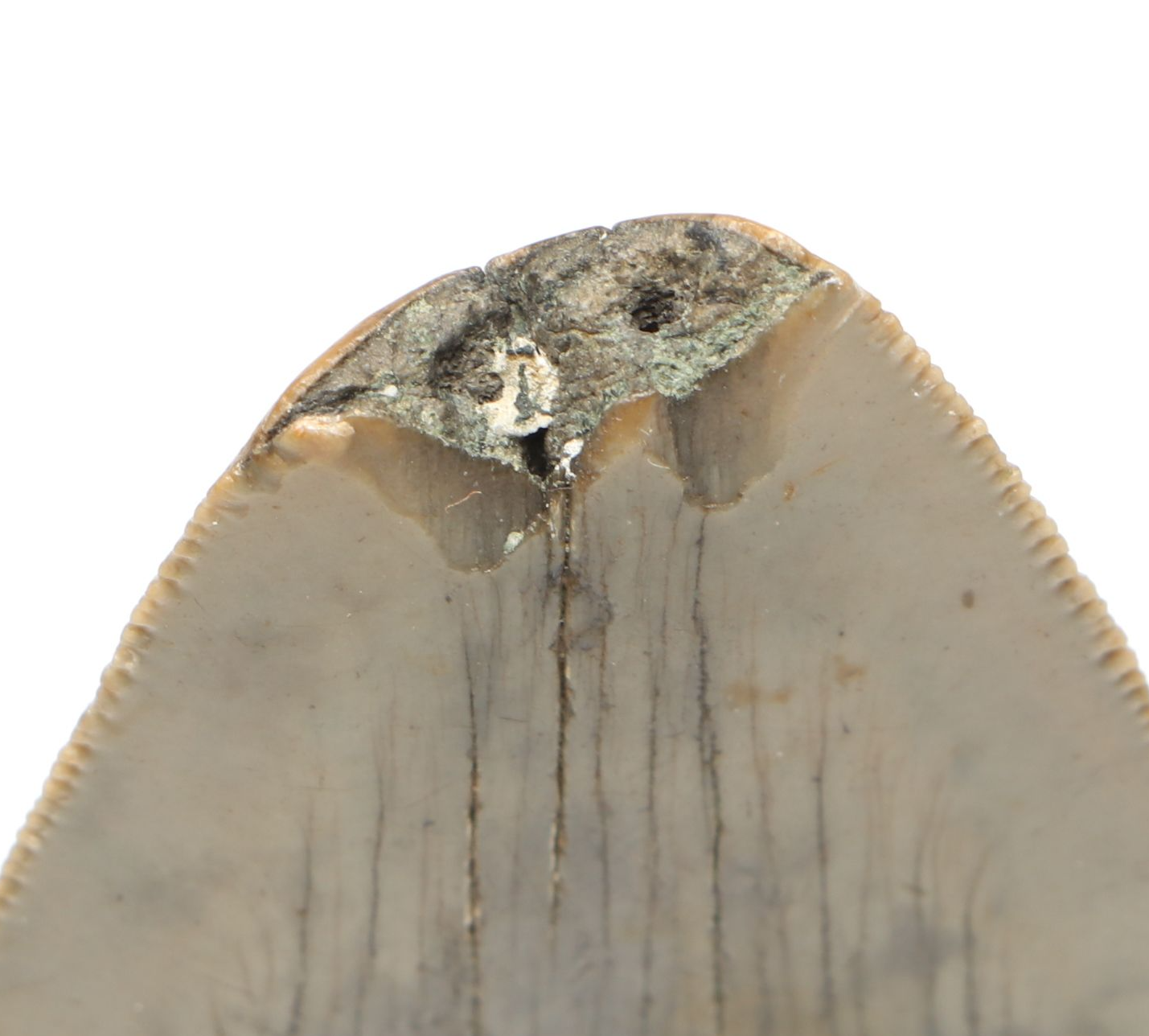 Megalodon Fossil Tooth