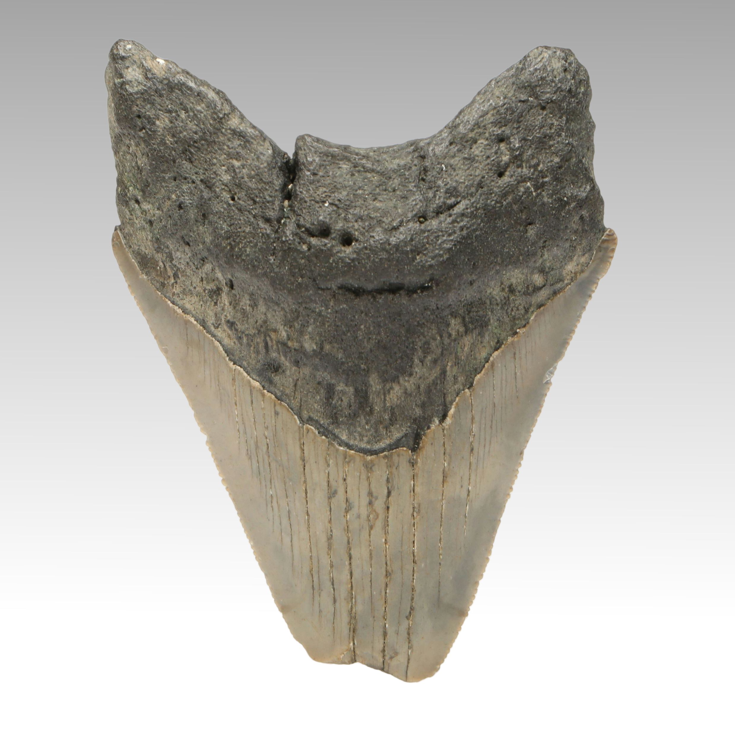Megalodon Fossil Tooth