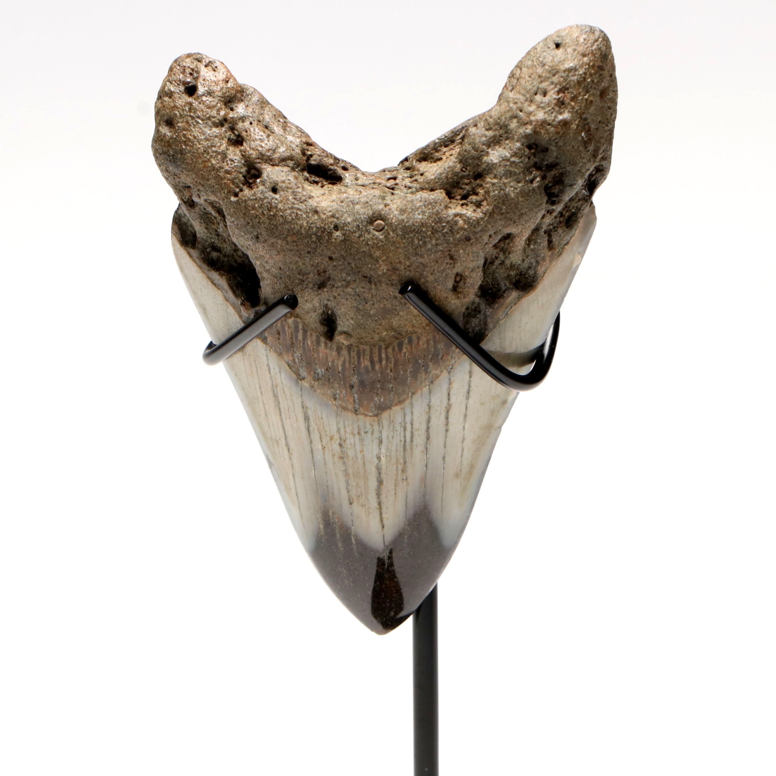Polished Megalodon Fossil Tooth with Custom Stand