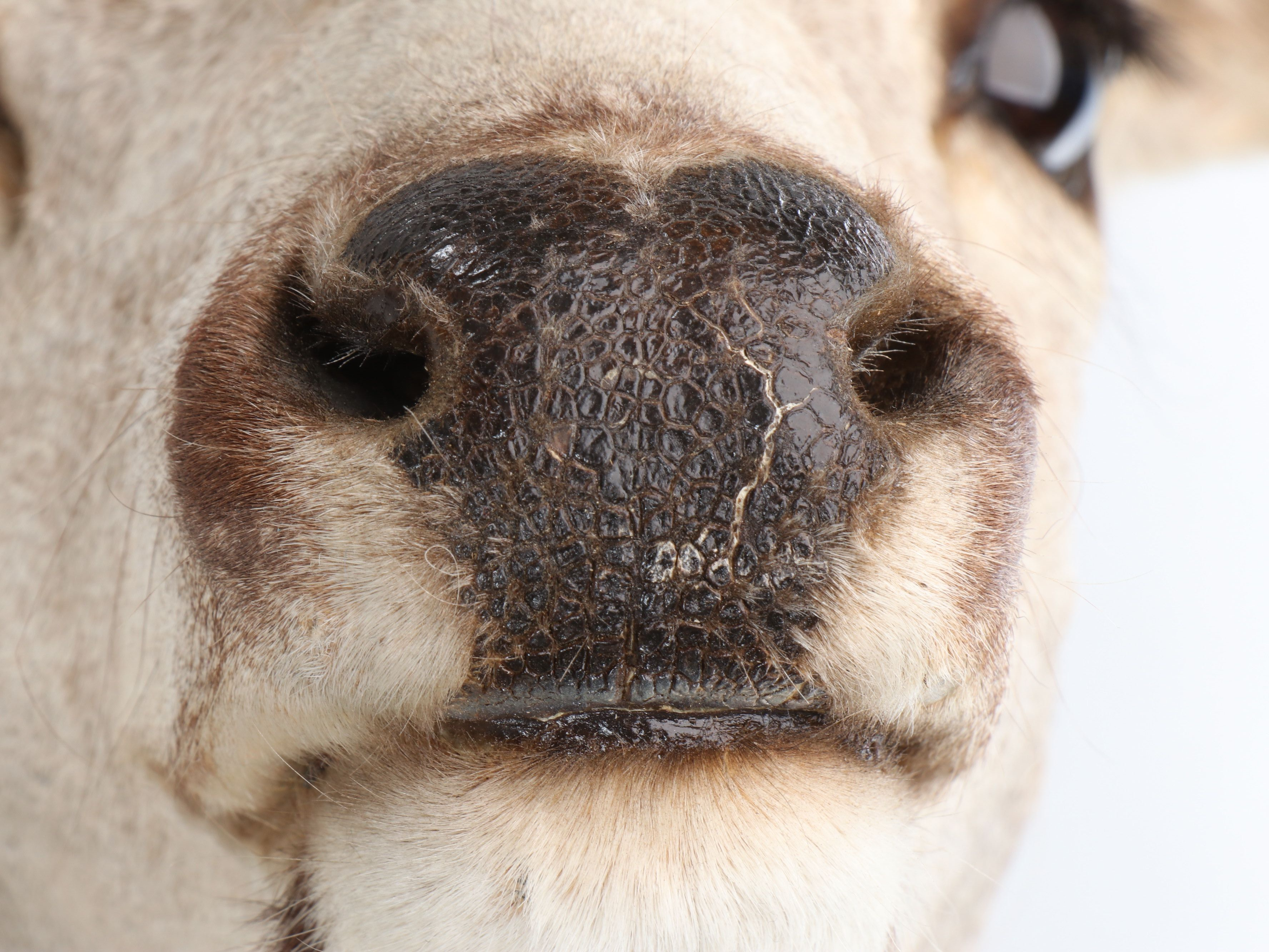 Taxidermy Shoulder Mount Mule Deer