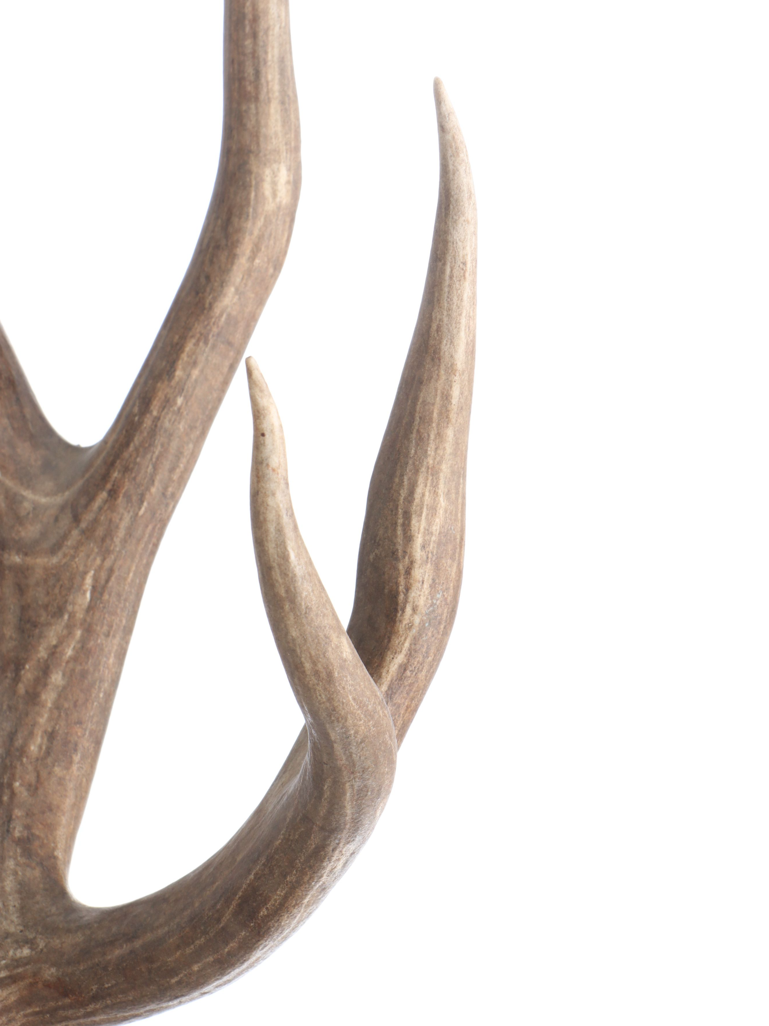 Taxidermy Shoulder Mount Mule Deer