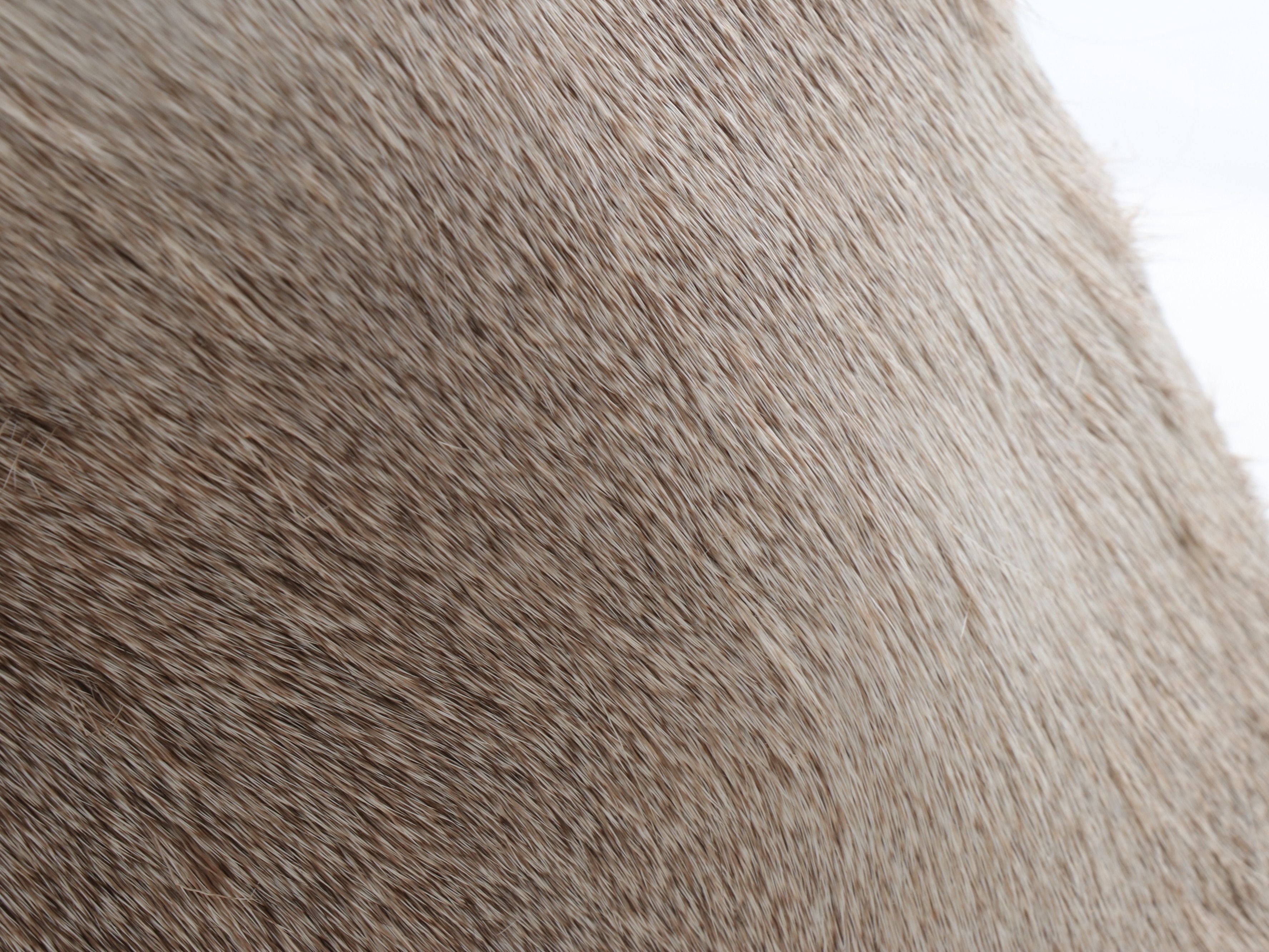 Taxidermy Shoulder Mount Mule Deer