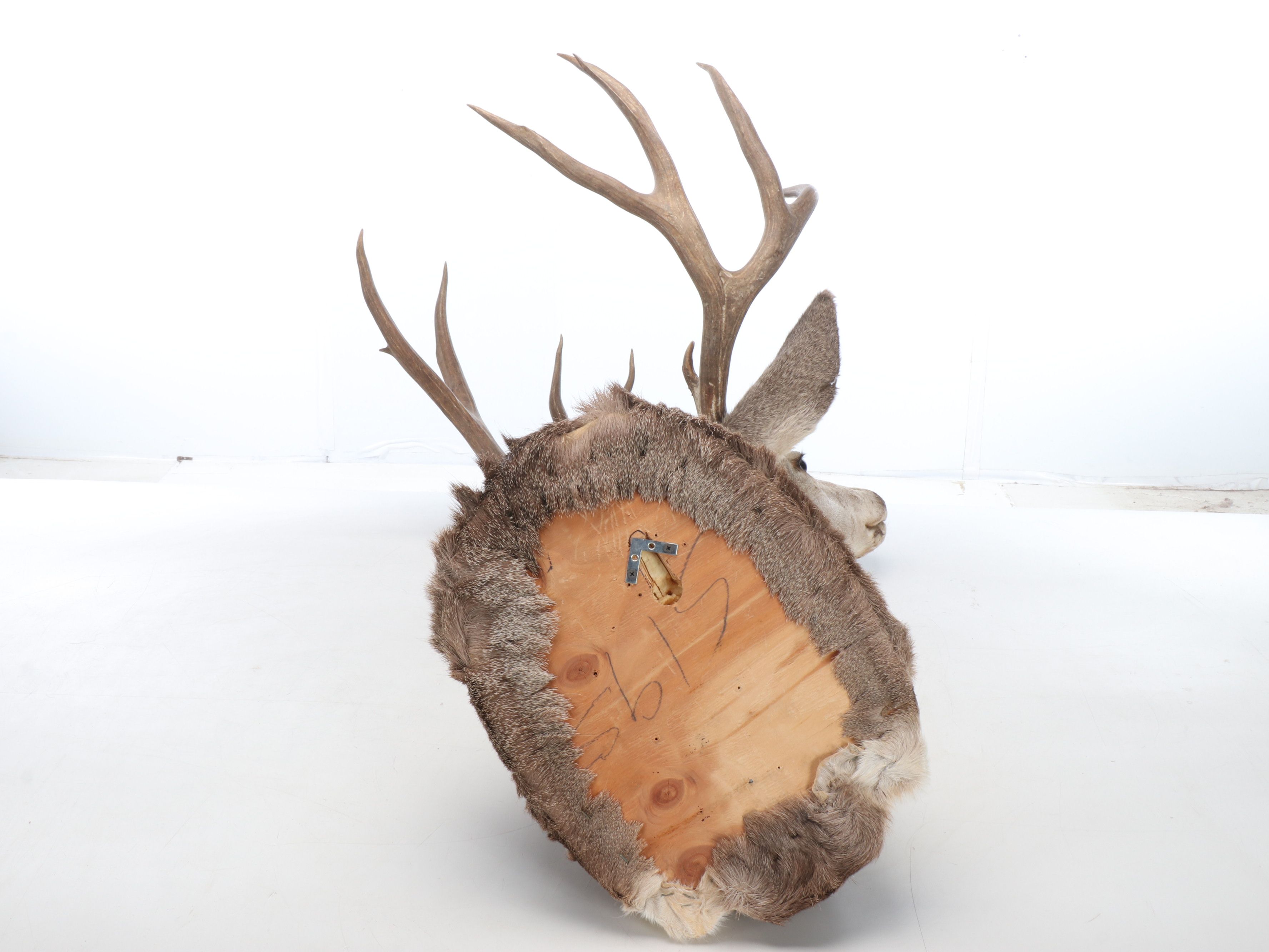 Taxidermy Shoulder Mount Mule Deer