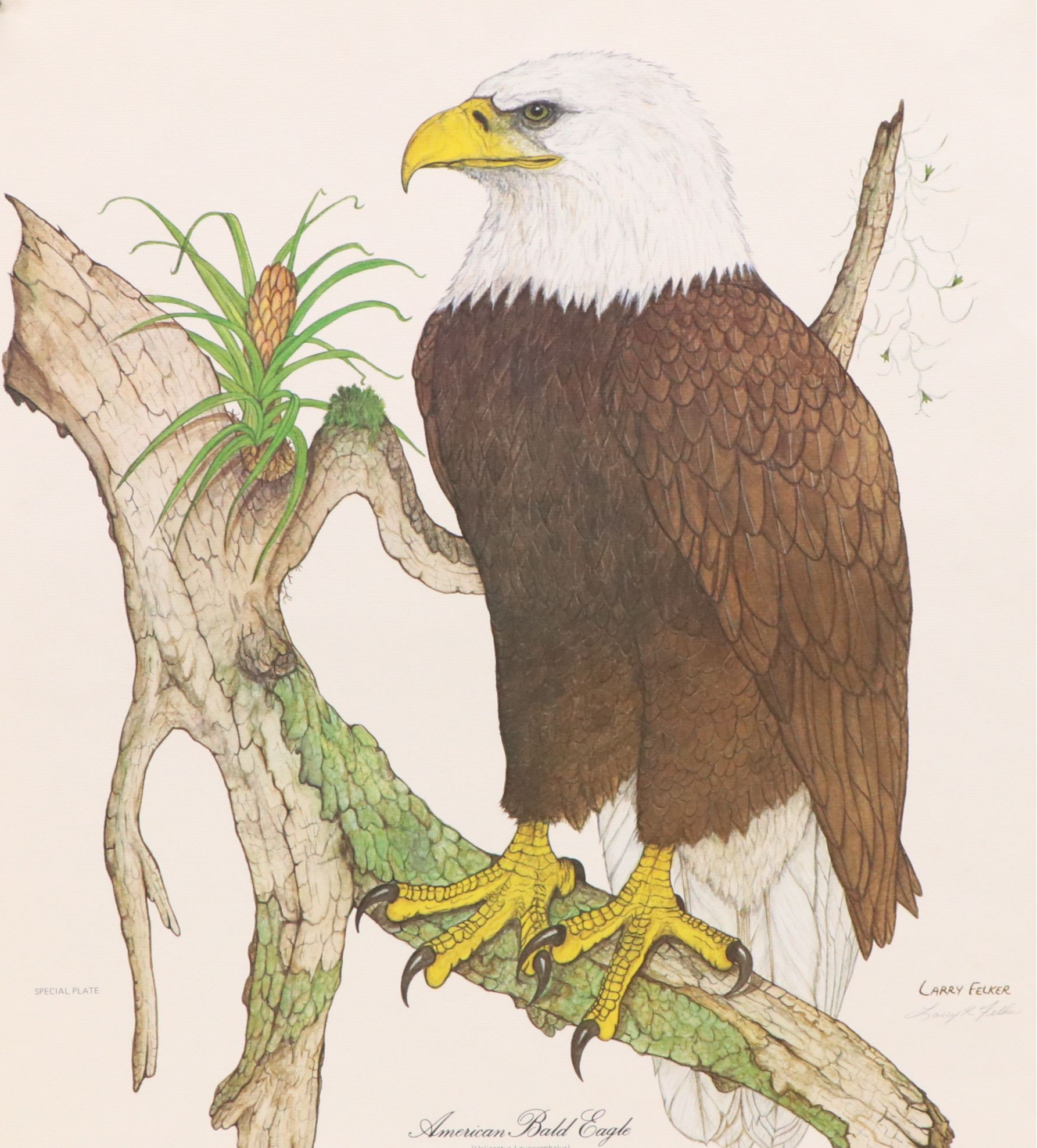Larry Felker Offset Litho "American Bald Eagle (Haliaeetus Leucocephalus)," 1975