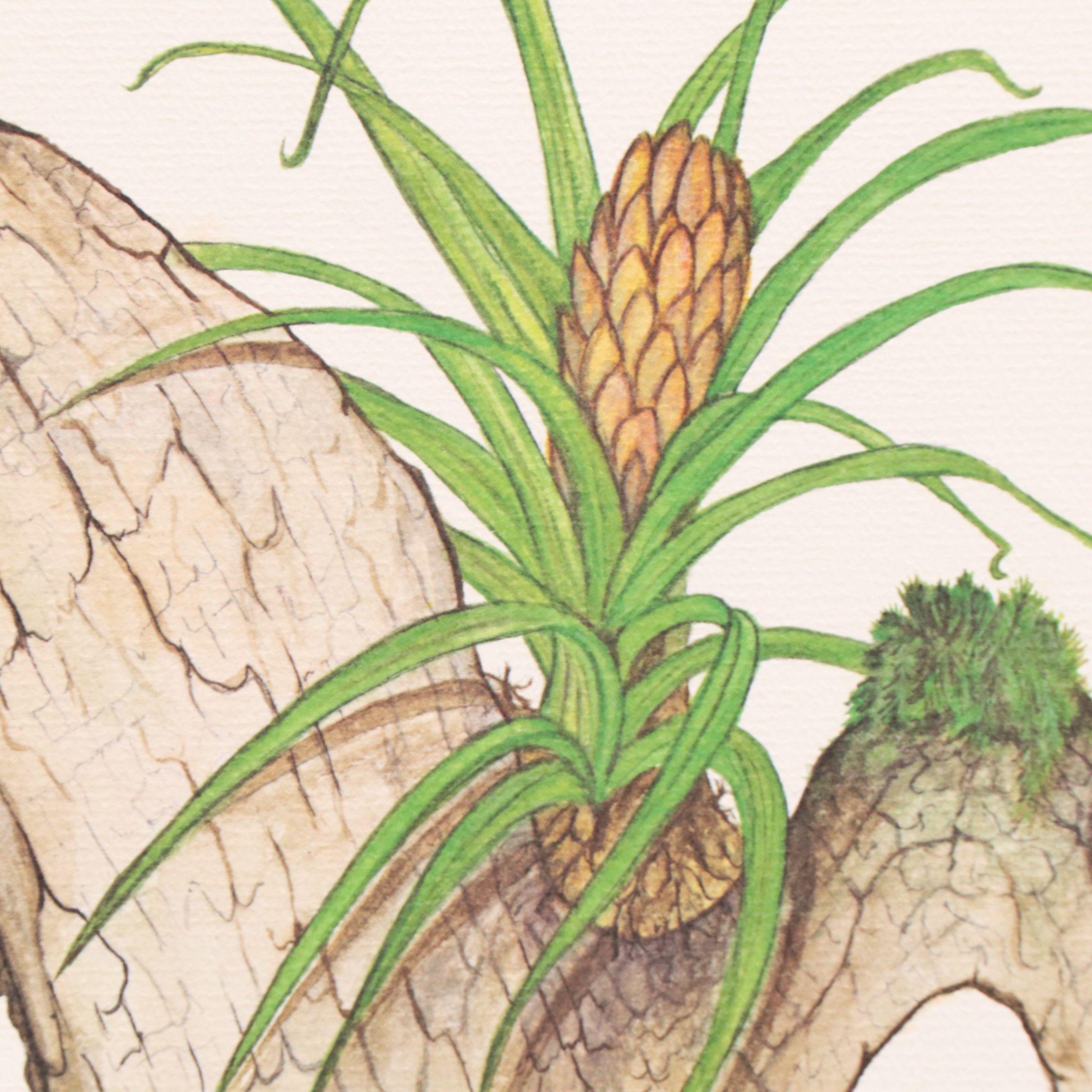 Larry Felker Offset Litho "American Bald Eagle (Haliaeetus Leucocephalus)," 1975