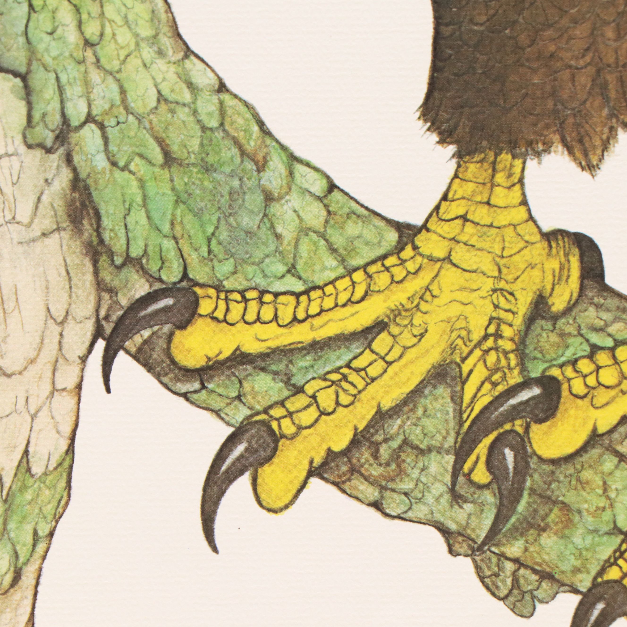 Larry Felker Offset Litho "American Bald Eagle (Haliaeetus Leucocephalus)," 1975