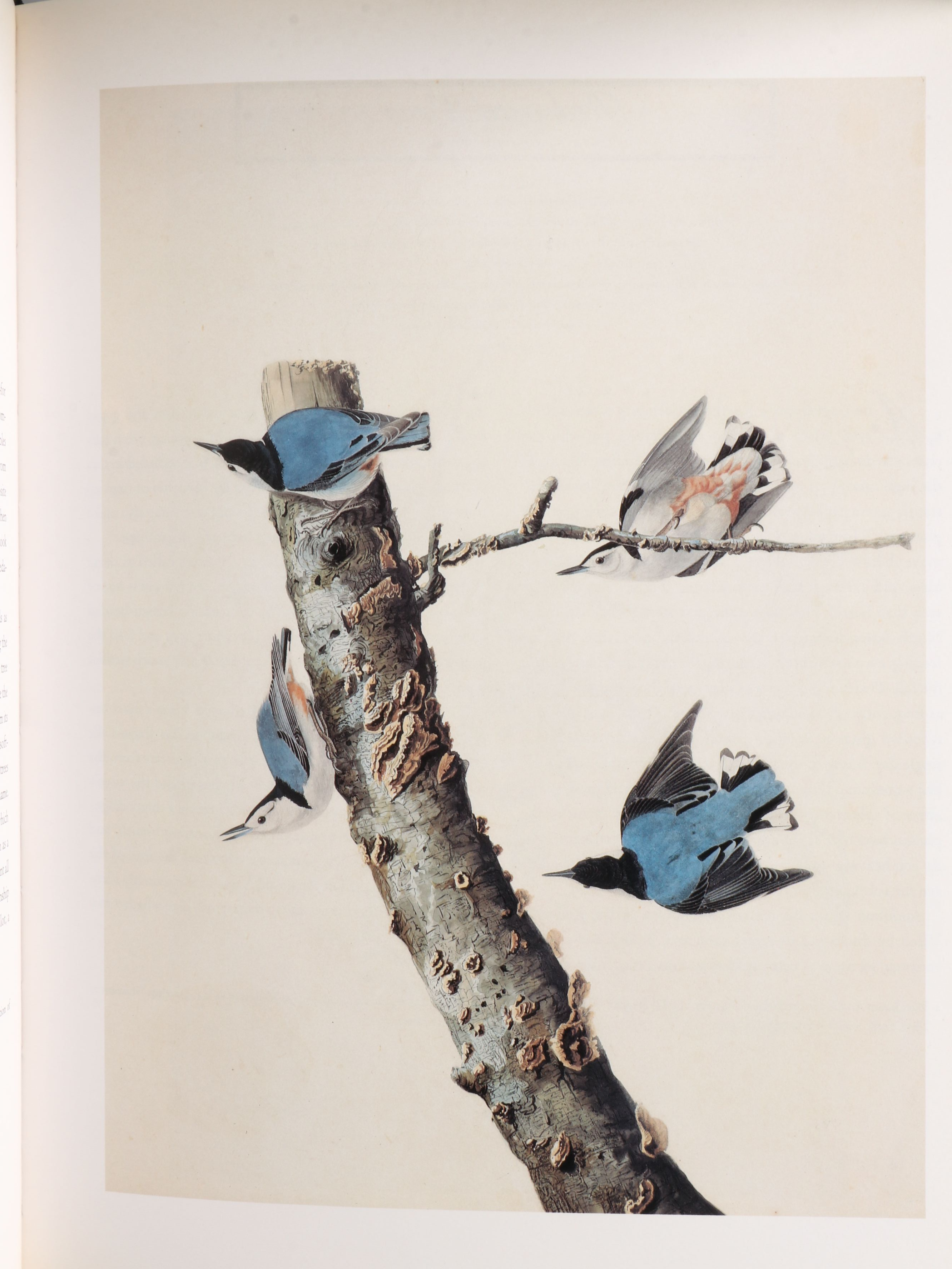 First Printing "John James Audubon: Watercolors for The Birds of America," 1993