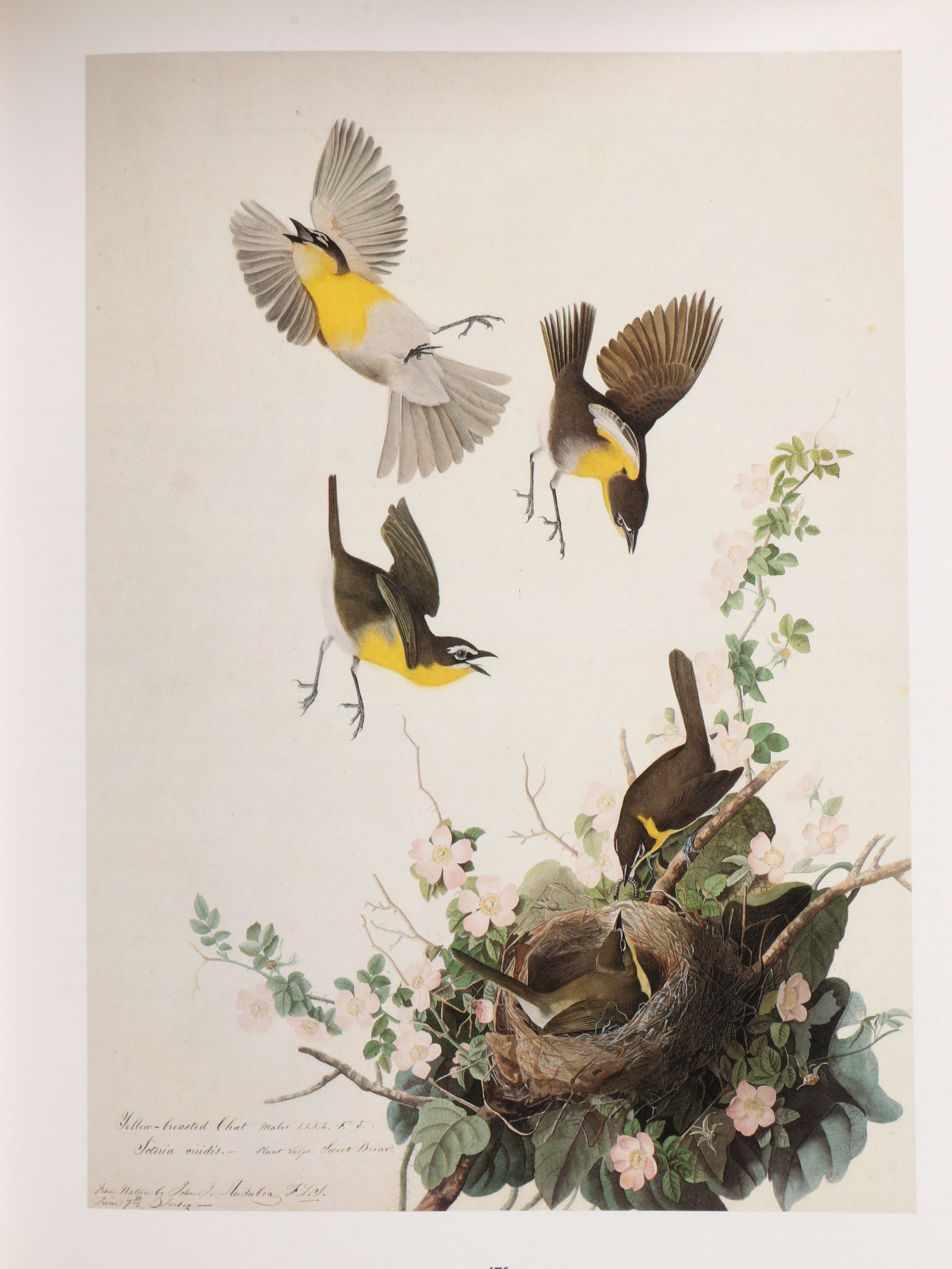 First Printing "John James Audubon: Watercolors for The Birds of America," 1993