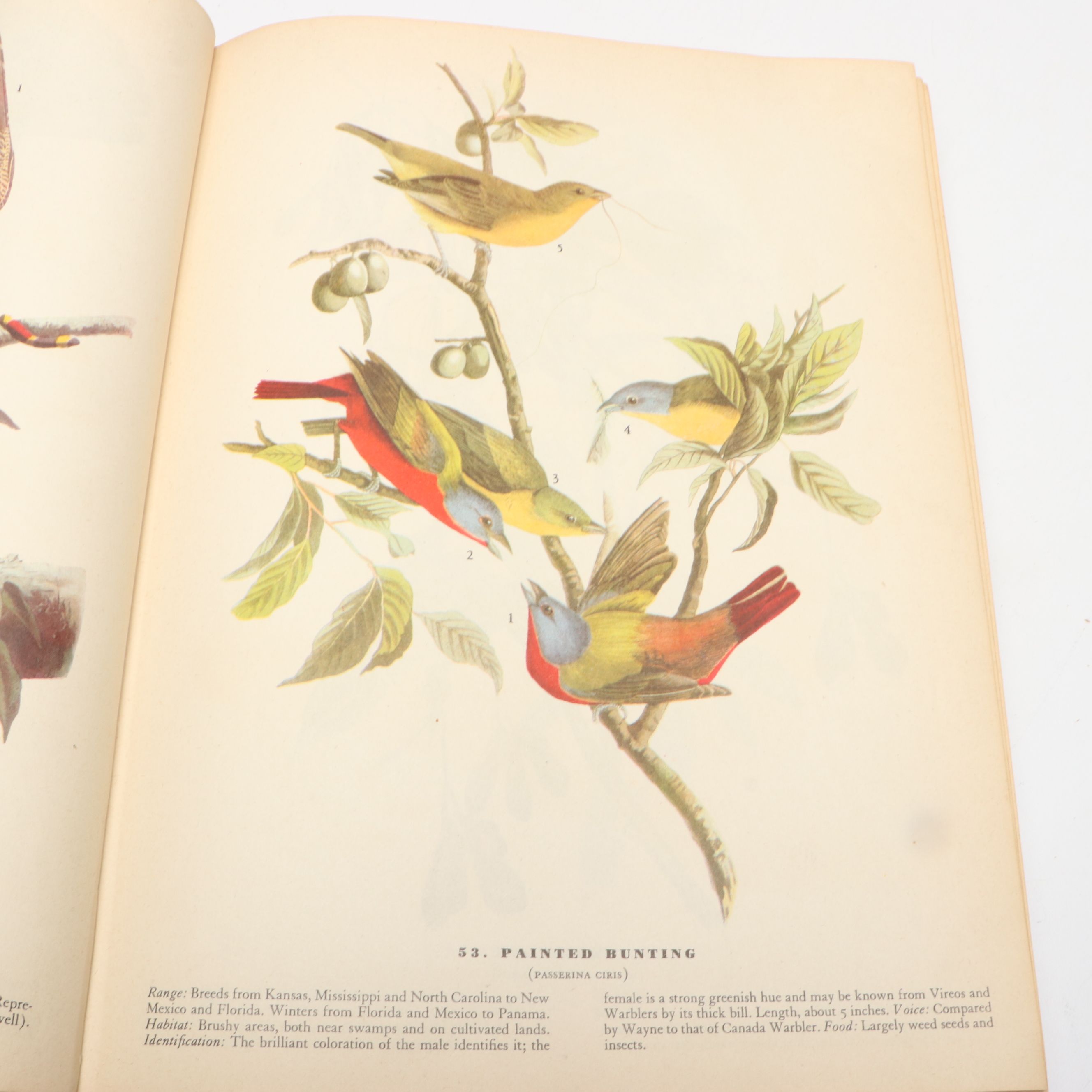Fifth Printing "The Birds of America" by John James Audubon and More