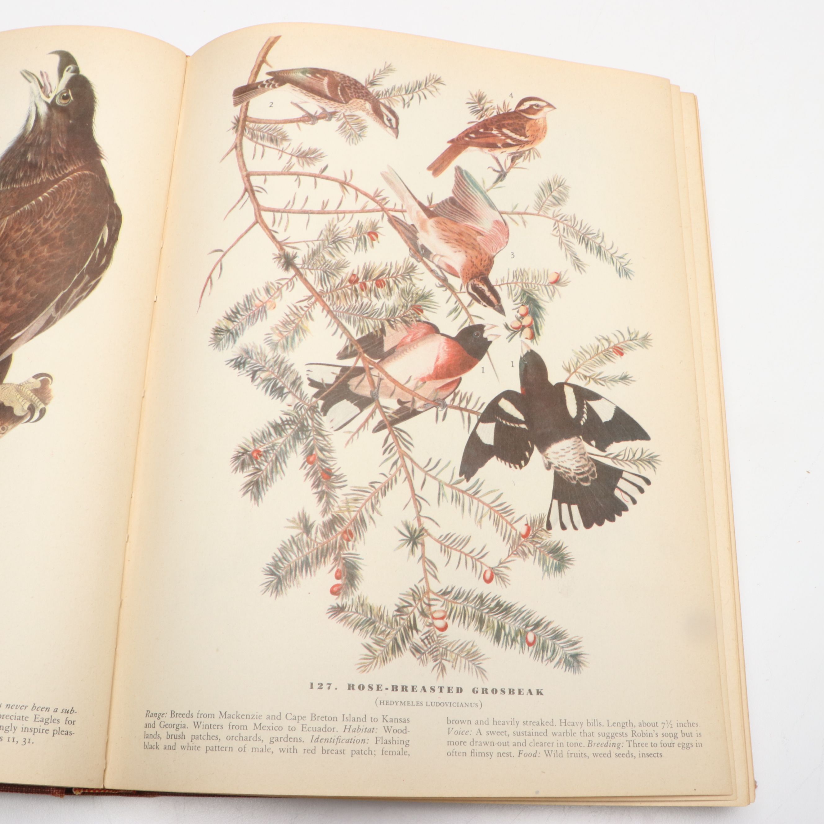 Fifth Printing "The Birds of America" by John James Audubon and More