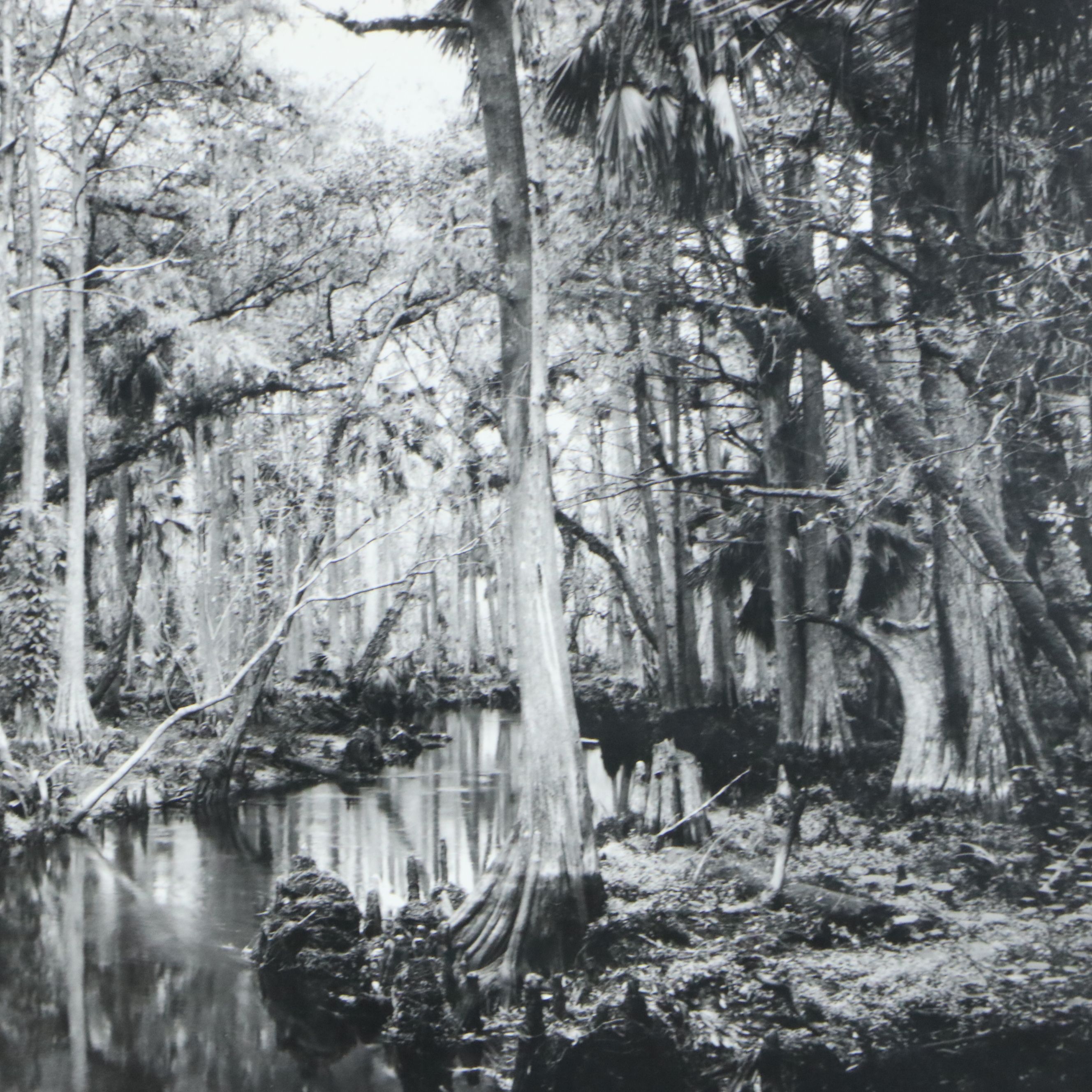 Clyde Butcher Offset Lithograph "Loxahatchee River #9," 1991