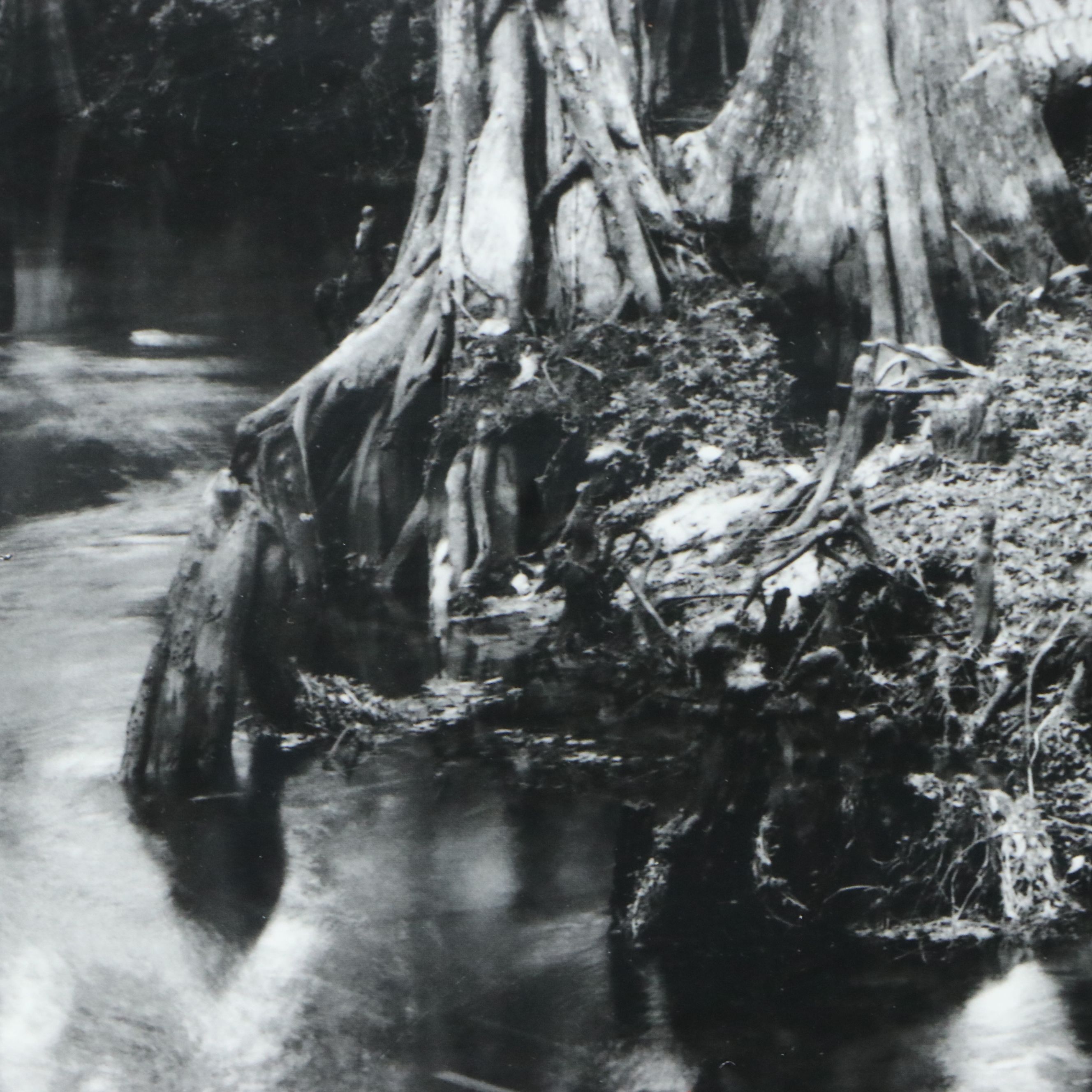 Clyde Butcher Offset Lithograph "Loxahatchee River #9," 1991