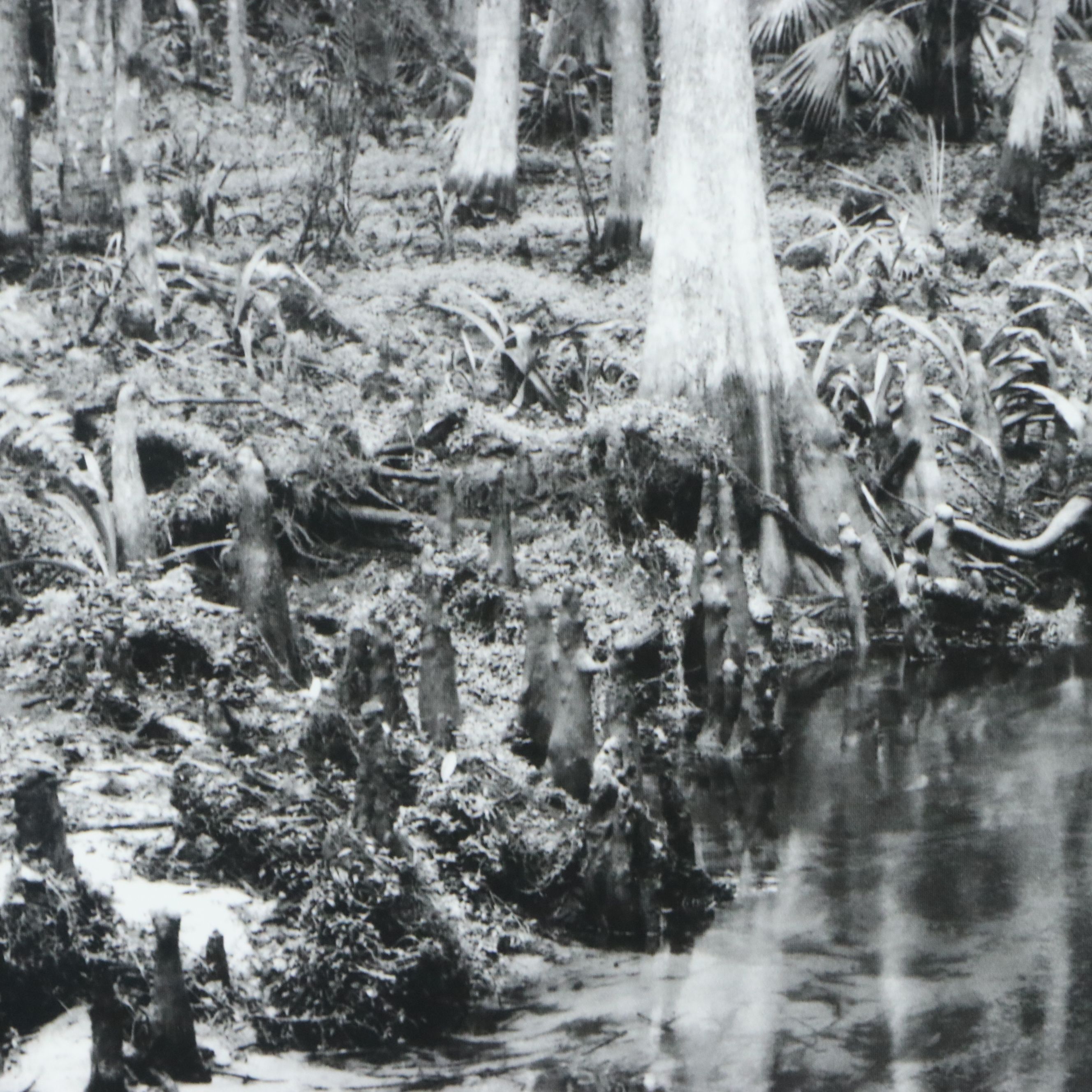 Clyde Butcher Offset Lithograph "Loxahatchee River #9," 1991