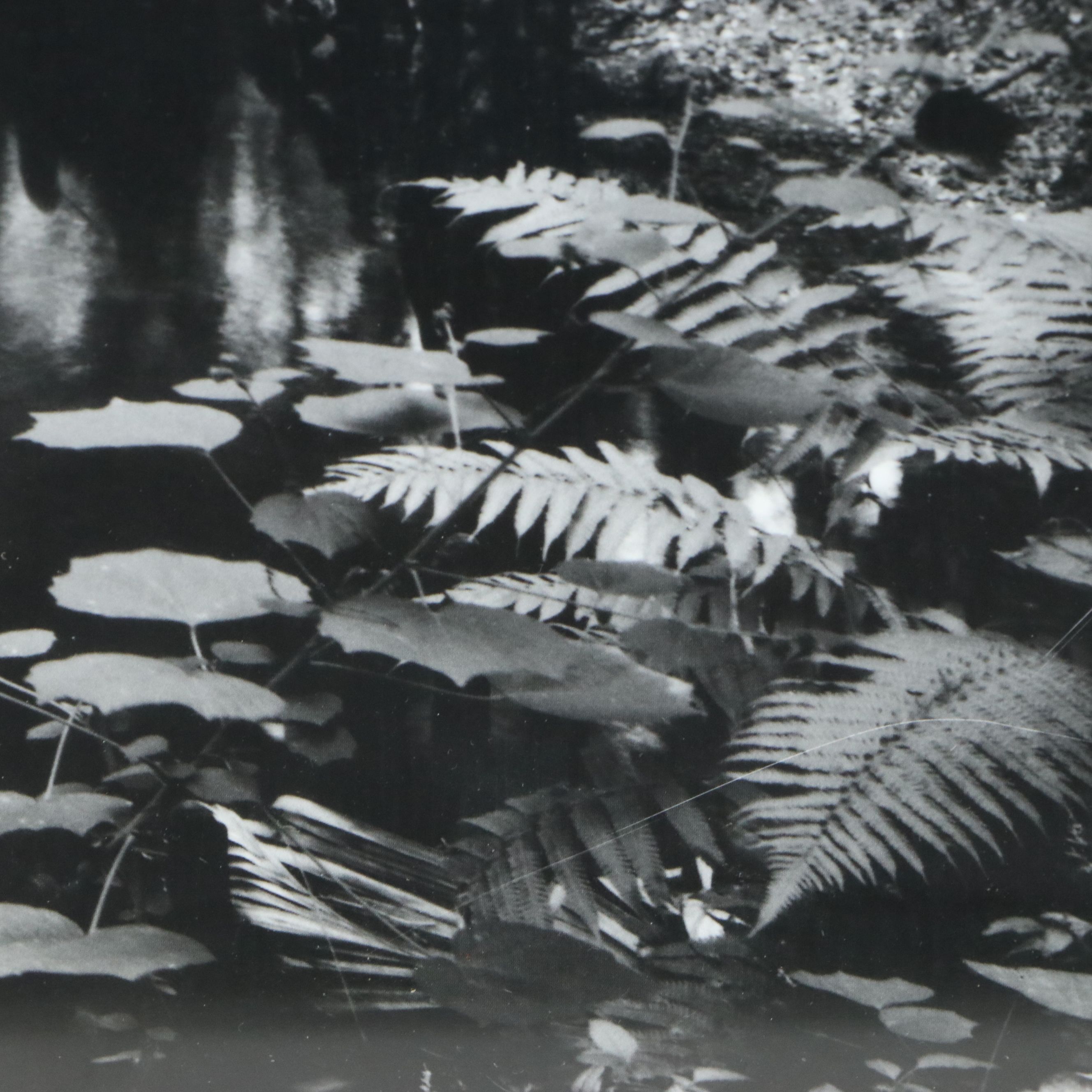 Clyde Butcher Offset Lithograph "Loxahatchee River #9," 1991