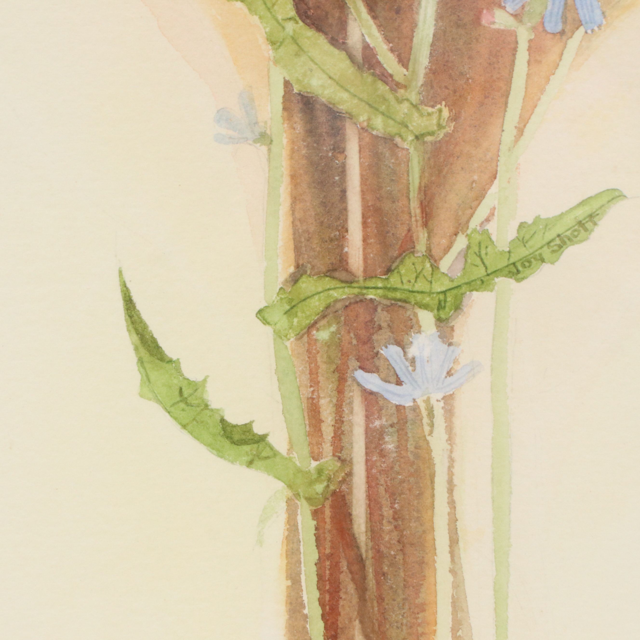 Joy Shott Watercolor Painting "Chicory"