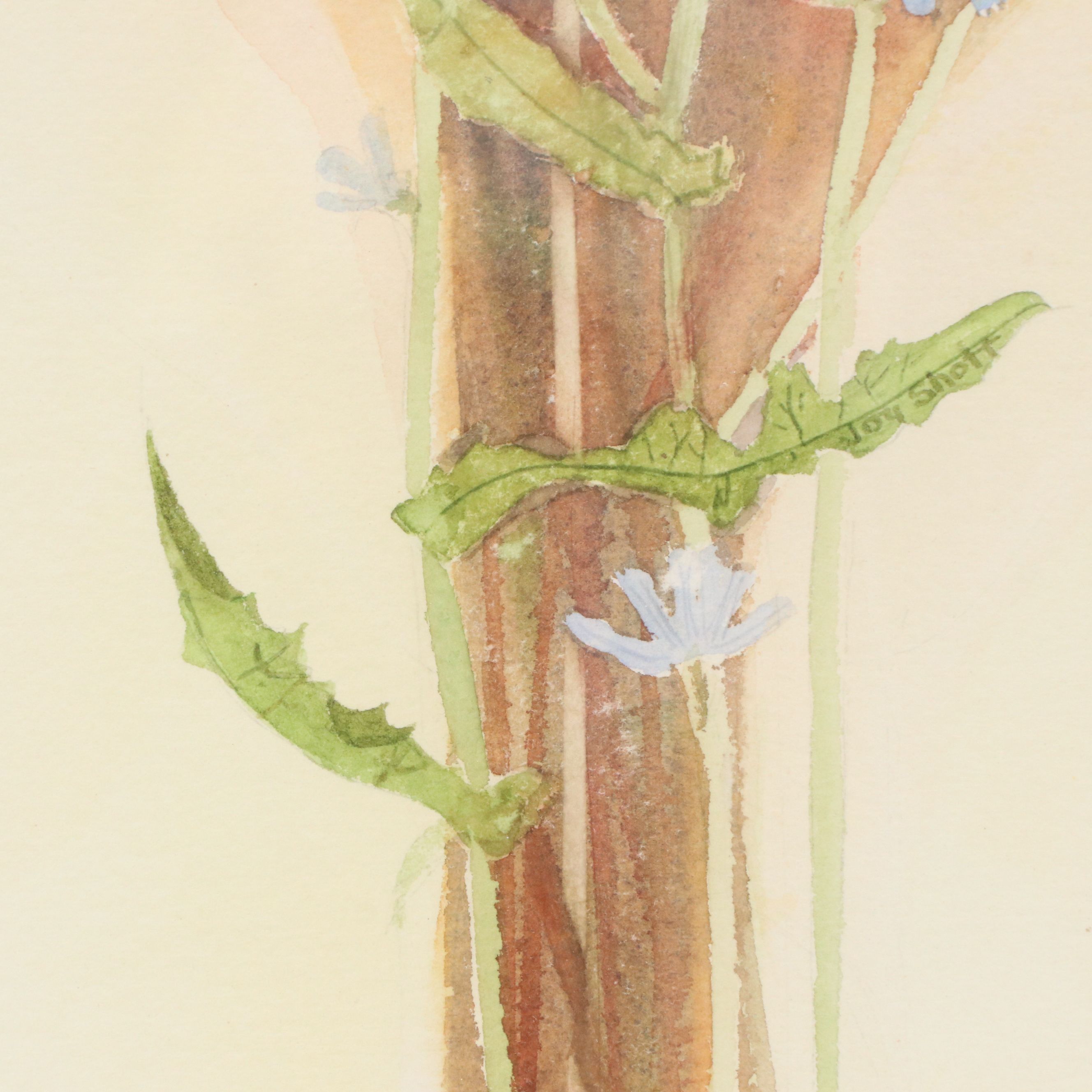 Joy Shott Watercolor Painting "Chicory"