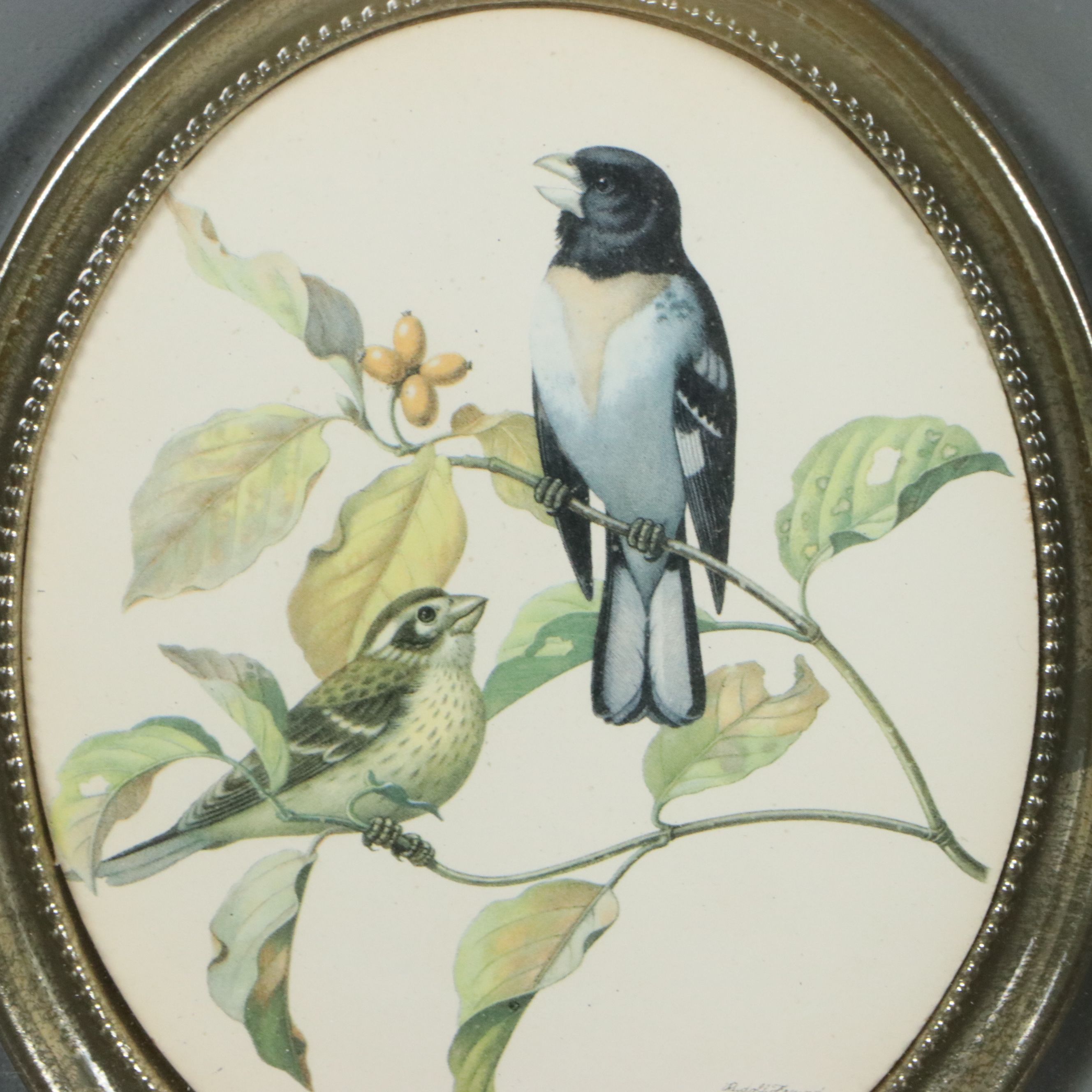 After Rudolph Freund Offset Lithograph "Rose-breasted Grosbeak on Fall Dogwood"