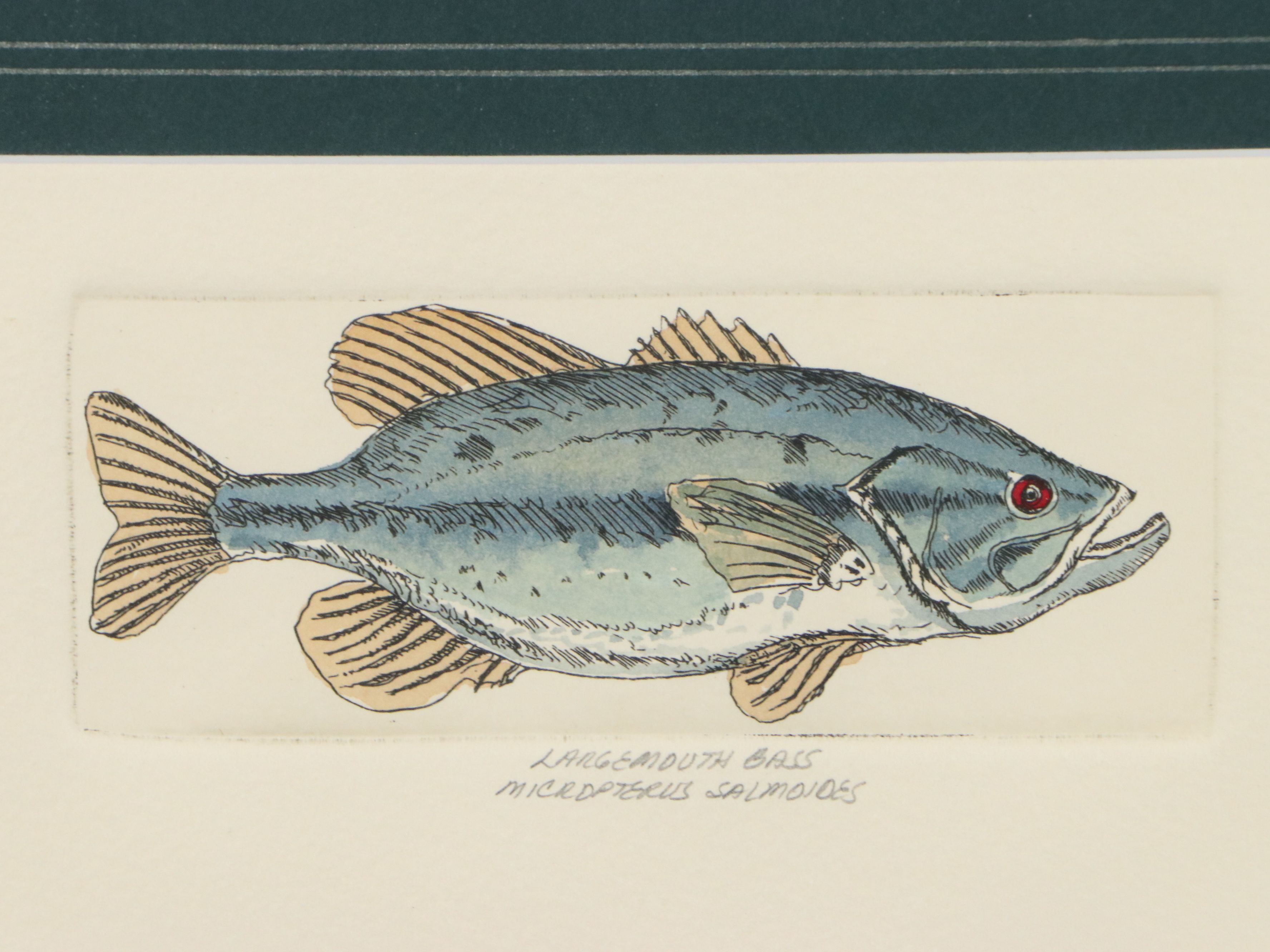Mary Ellen Mueller Hand-Colored Etching "Largemouth Bass" and "Smallmouth Bass"