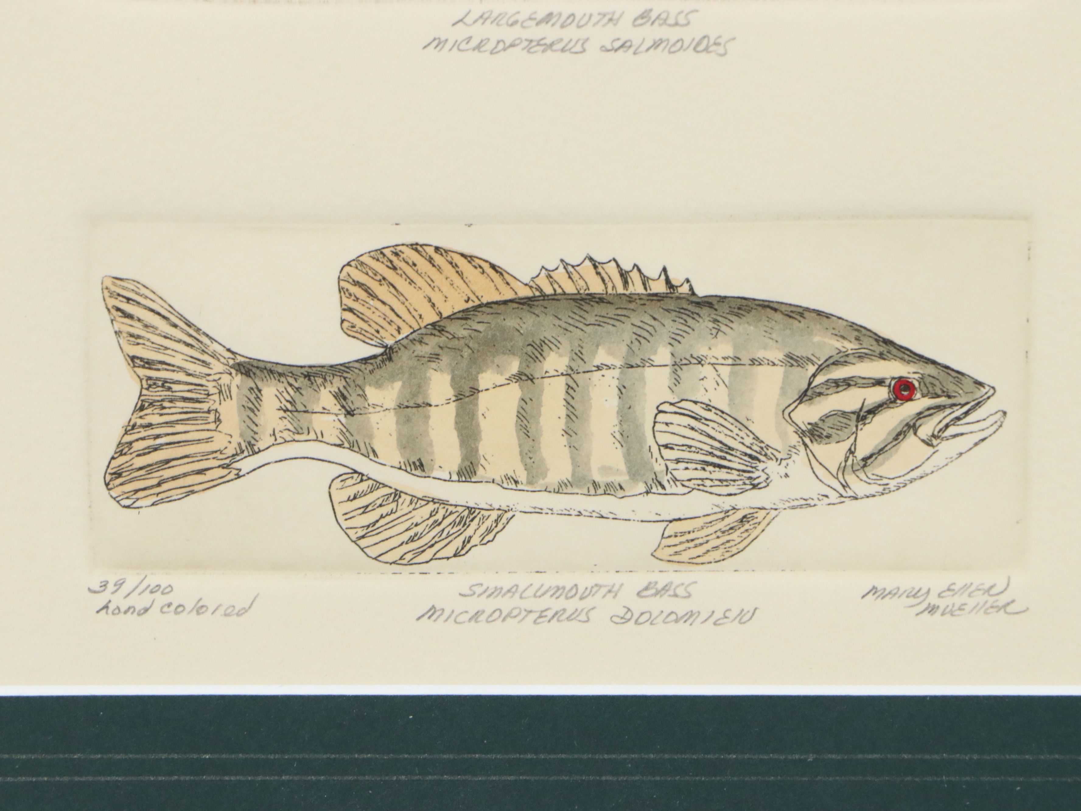 Mary Ellen Mueller Hand-Colored Etching "Largemouth Bass" and "Smallmouth Bass"