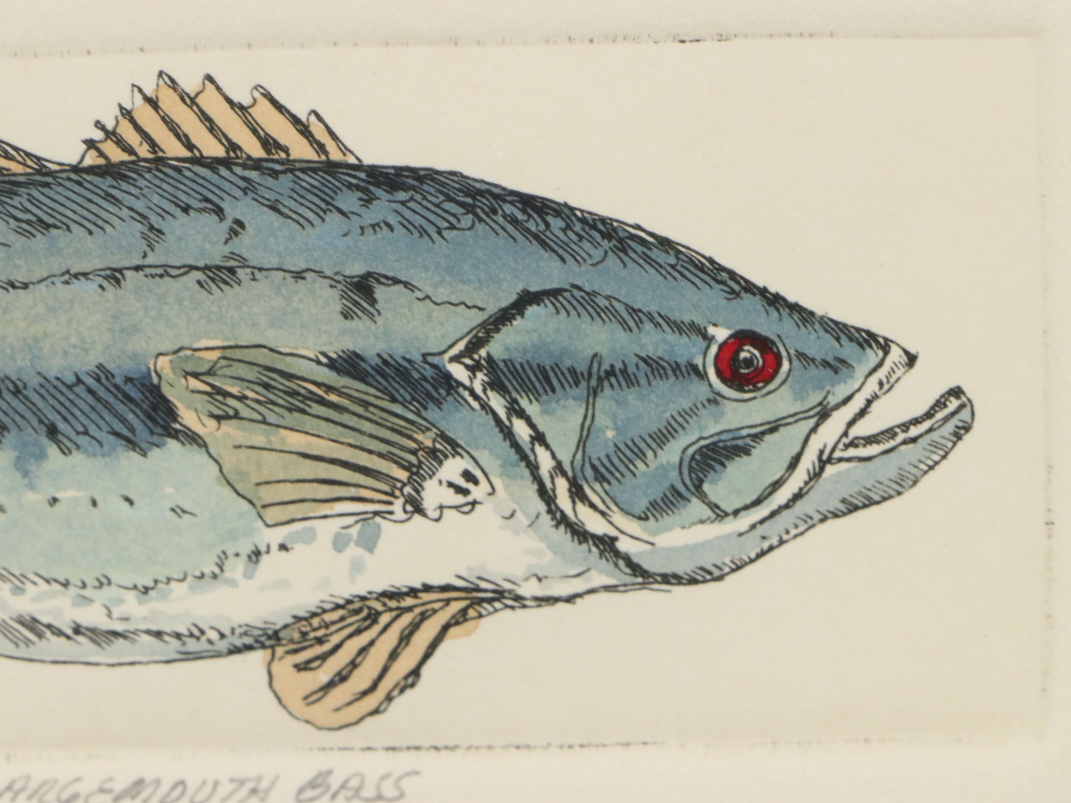Mary Ellen Mueller Hand-Colored Etching "Largemouth Bass" and "Smallmouth Bass"