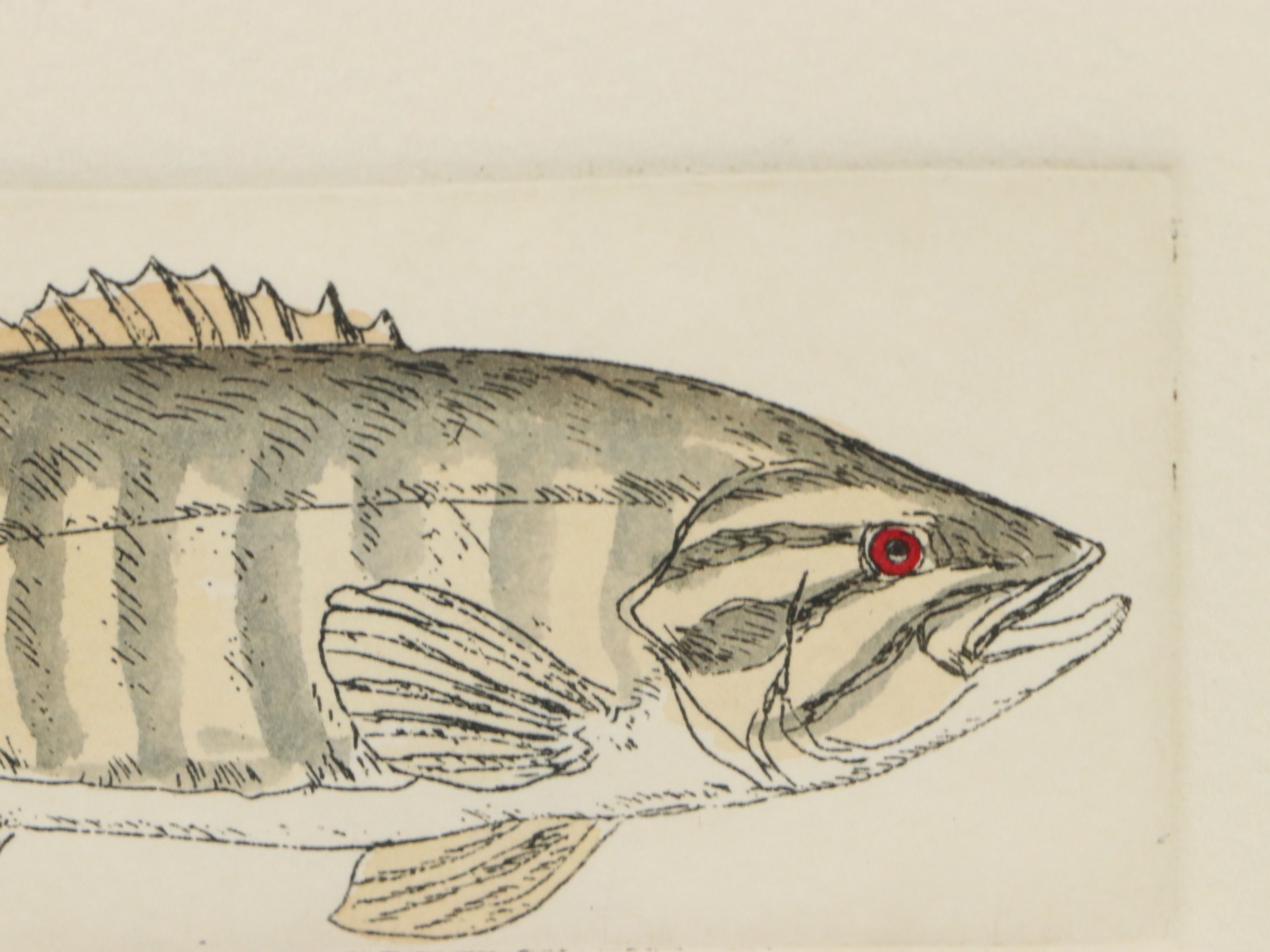 Mary Ellen Mueller Hand-Colored Etching "Largemouth Bass" and "Smallmouth Bass"