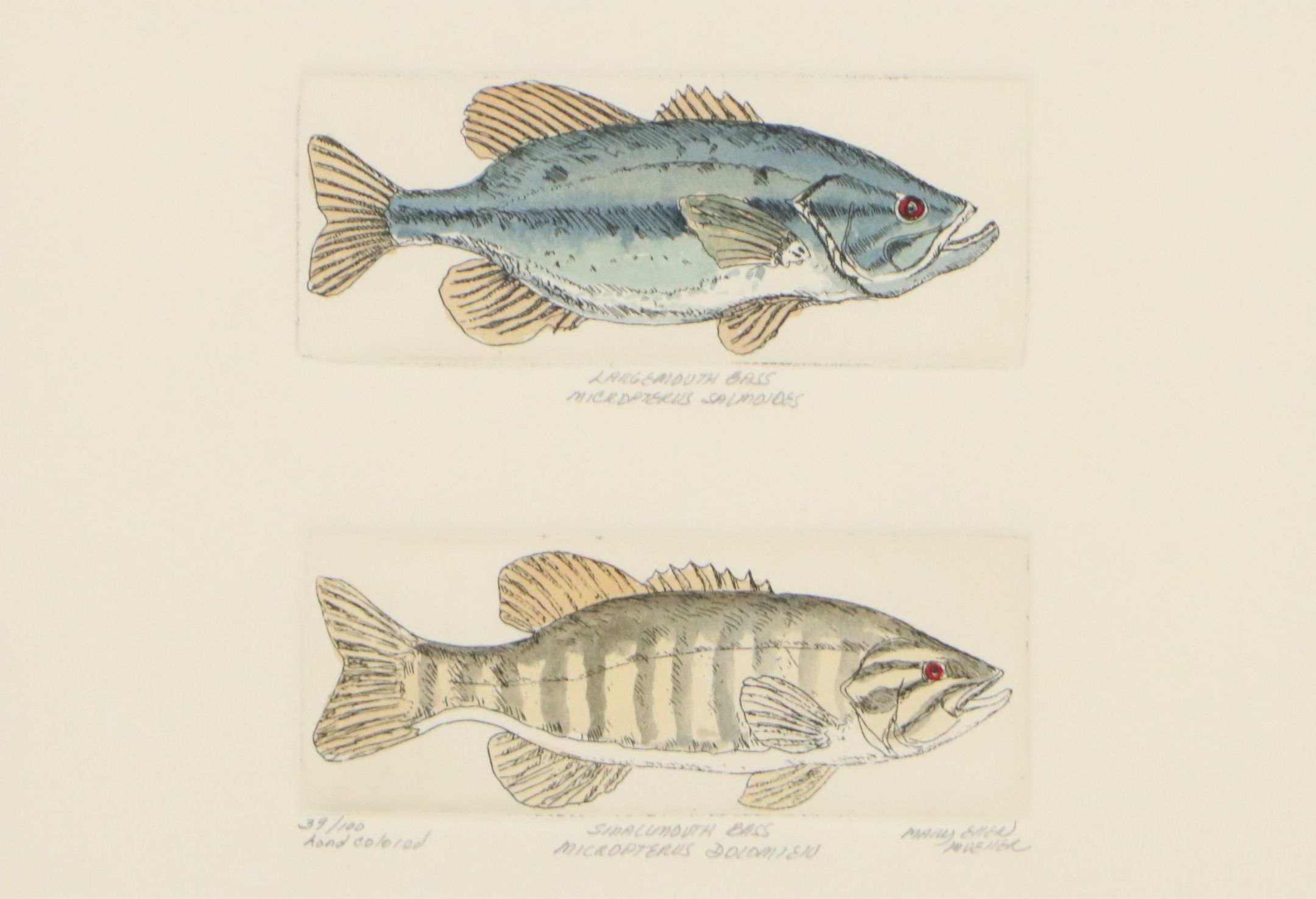 Mary Ellen Mueller Hand-Colored Etching "Largemouth Bass" and "Smallmouth Bass"