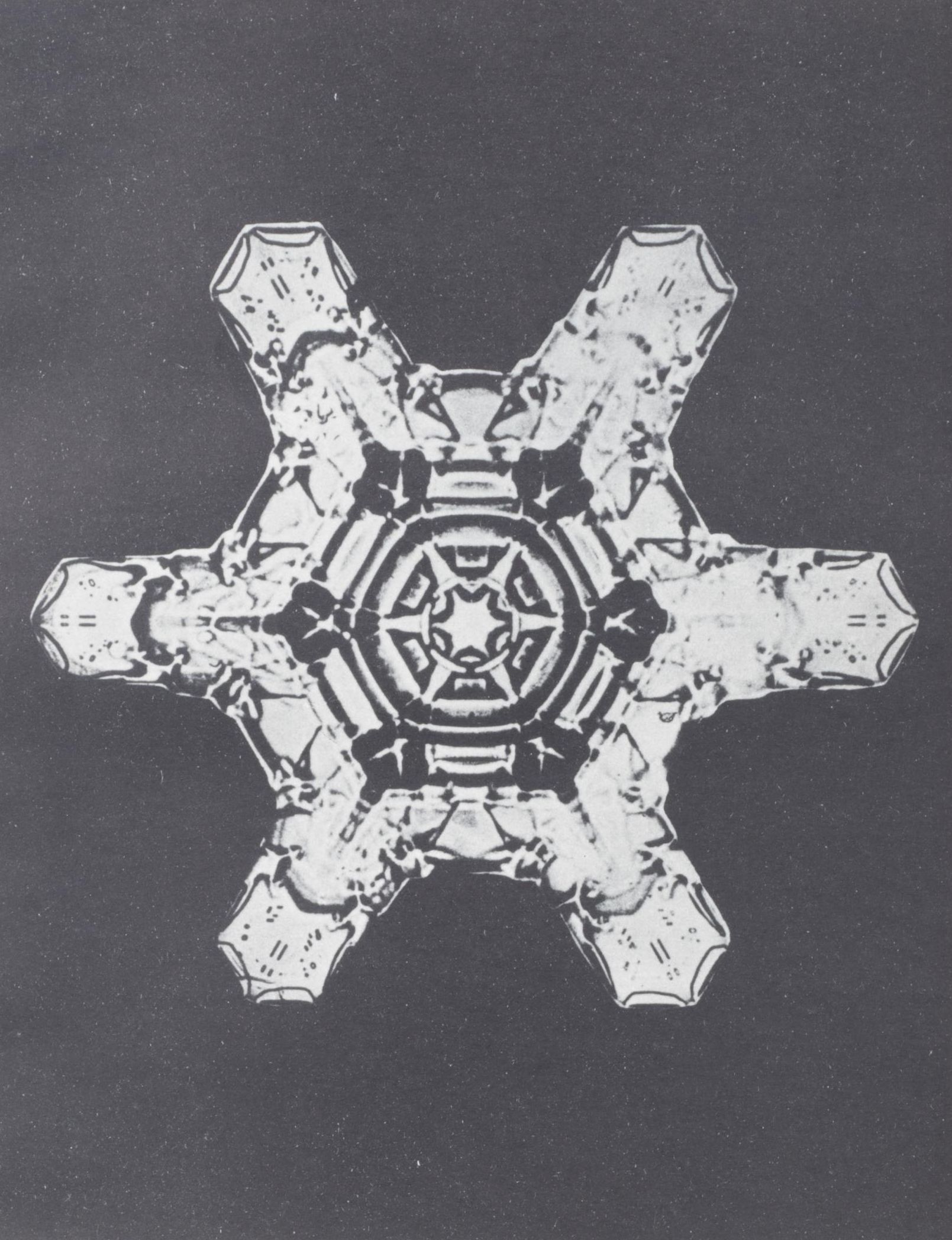 Intaglio after Oskar Prochnow from "Formenkunst Der Natur," 1928