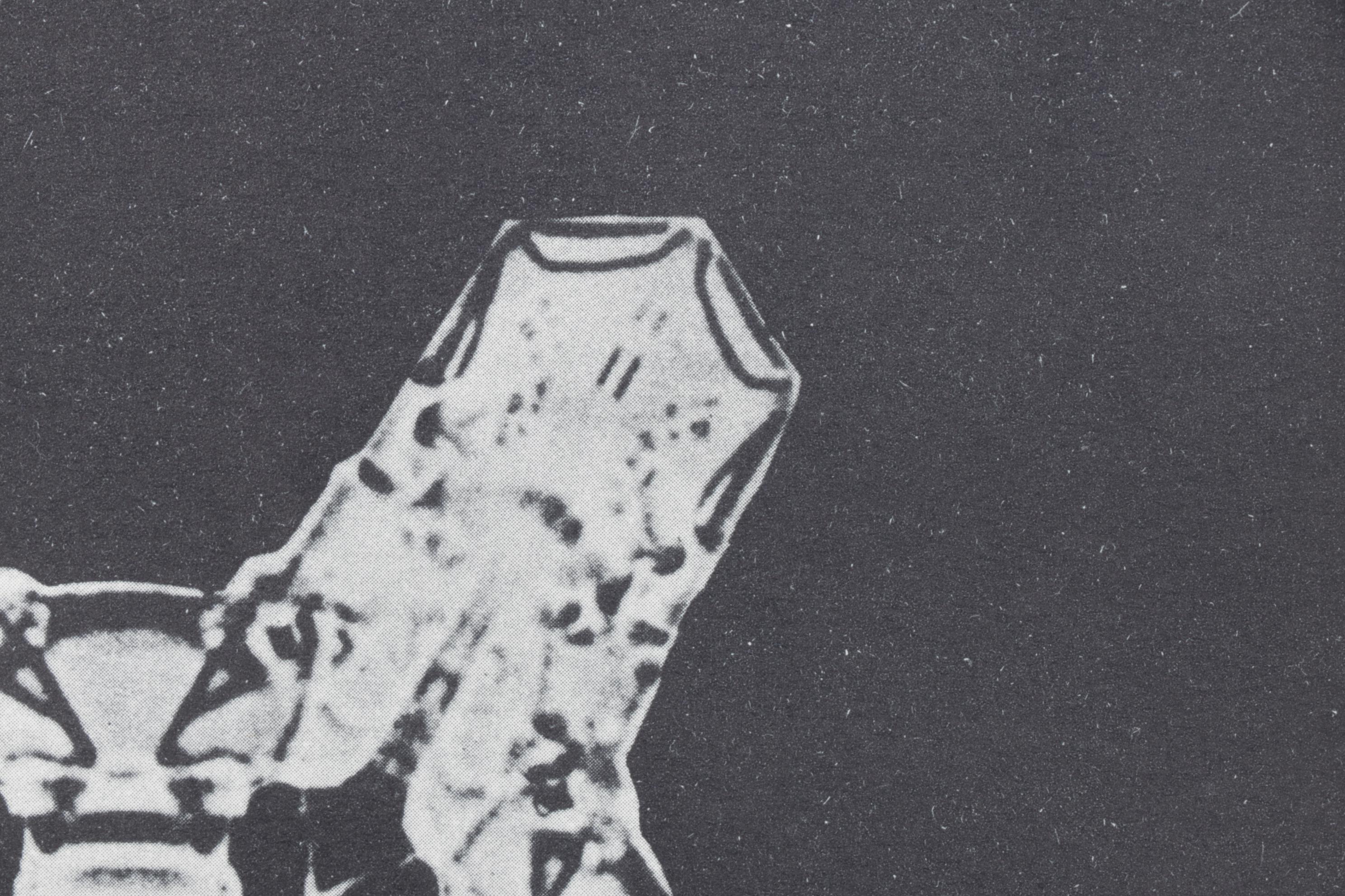 Intaglio after Oskar Prochnow from "Formenkunst Der Natur," 1928