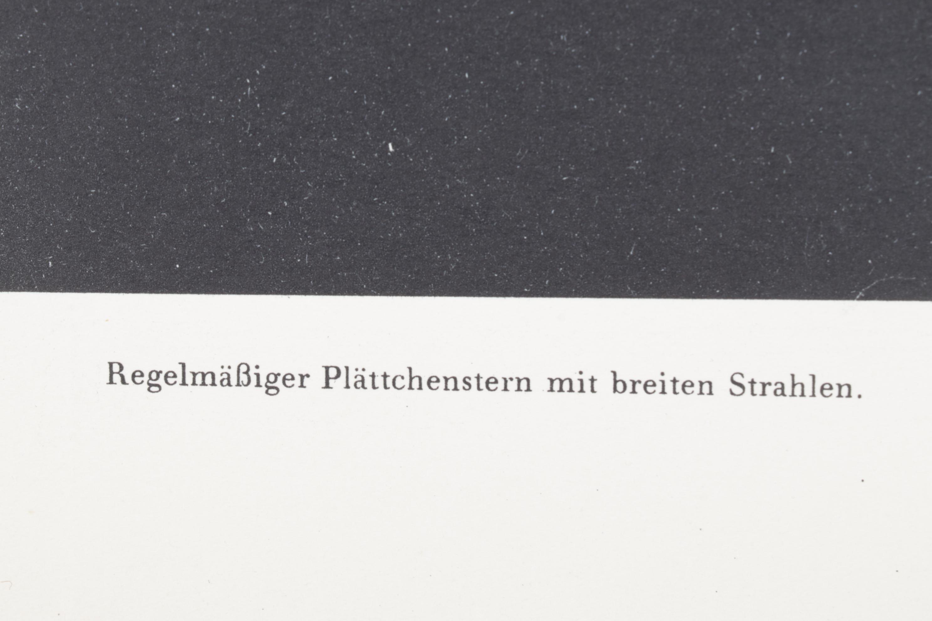 Intaglio after Oskar Prochnow from "Formenkunst Der Natur," 1928