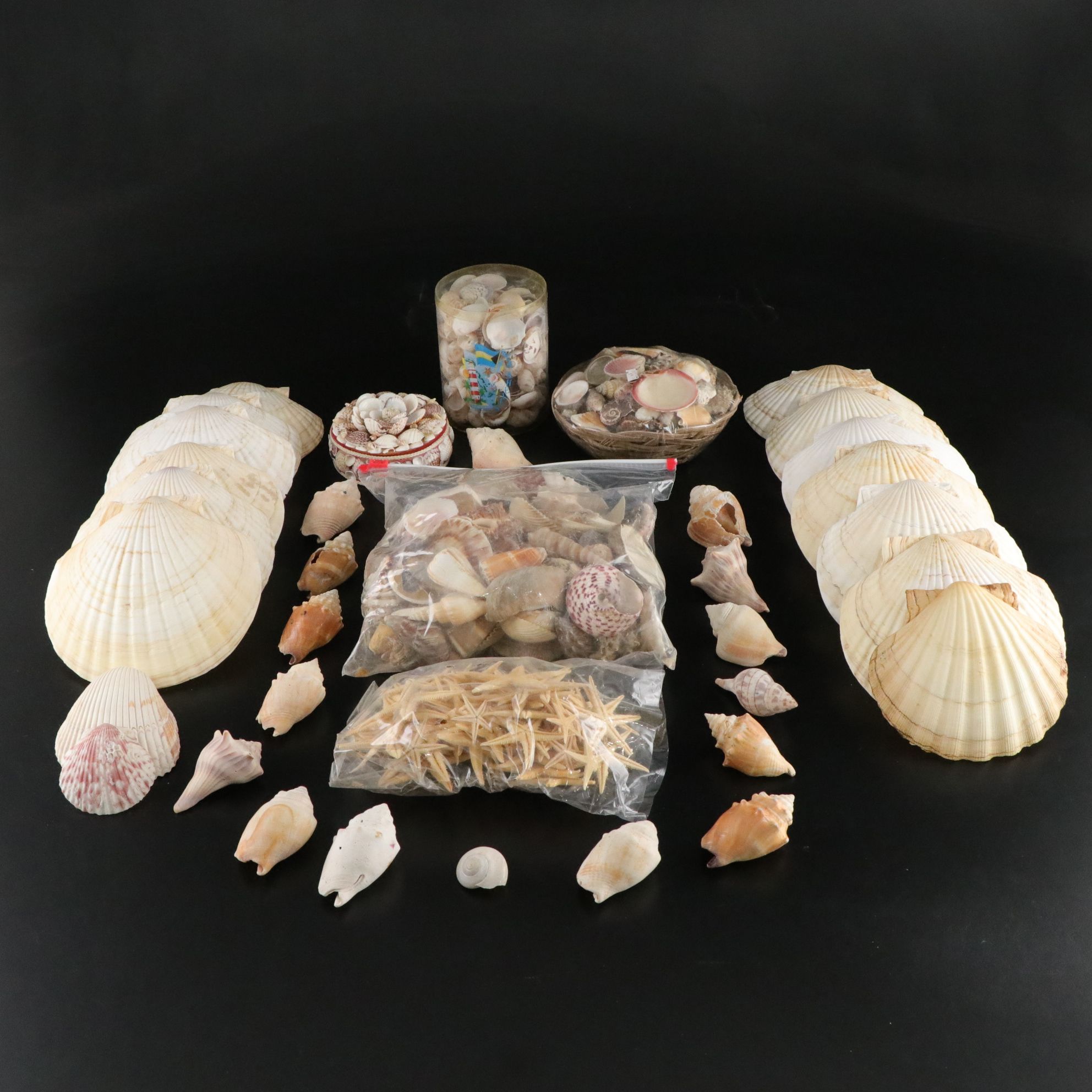 Seashell Encrusted Trinket Box with More Seashell Specimen