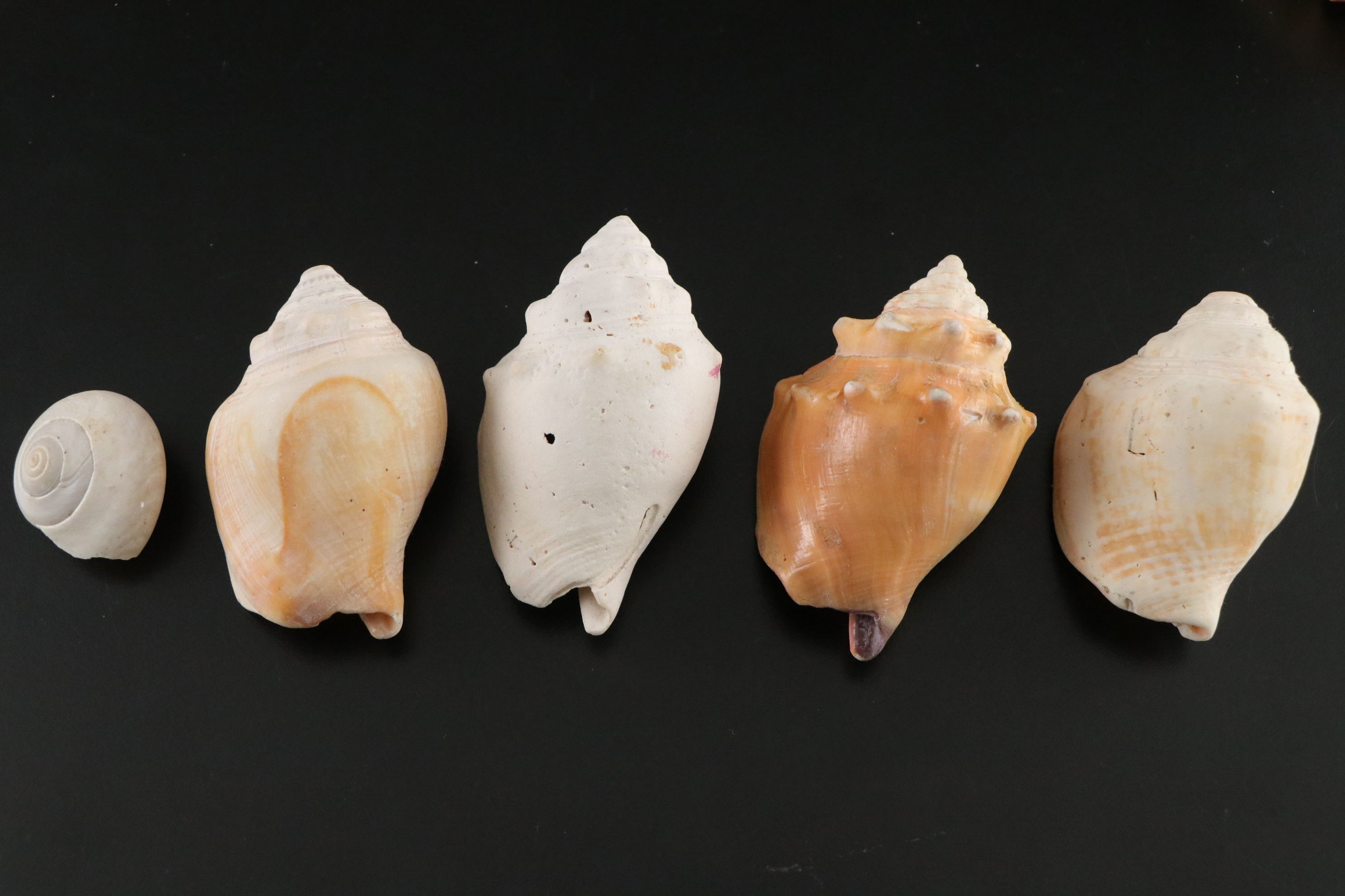 Seashell Encrusted Trinket Box with More Seashell Specimen