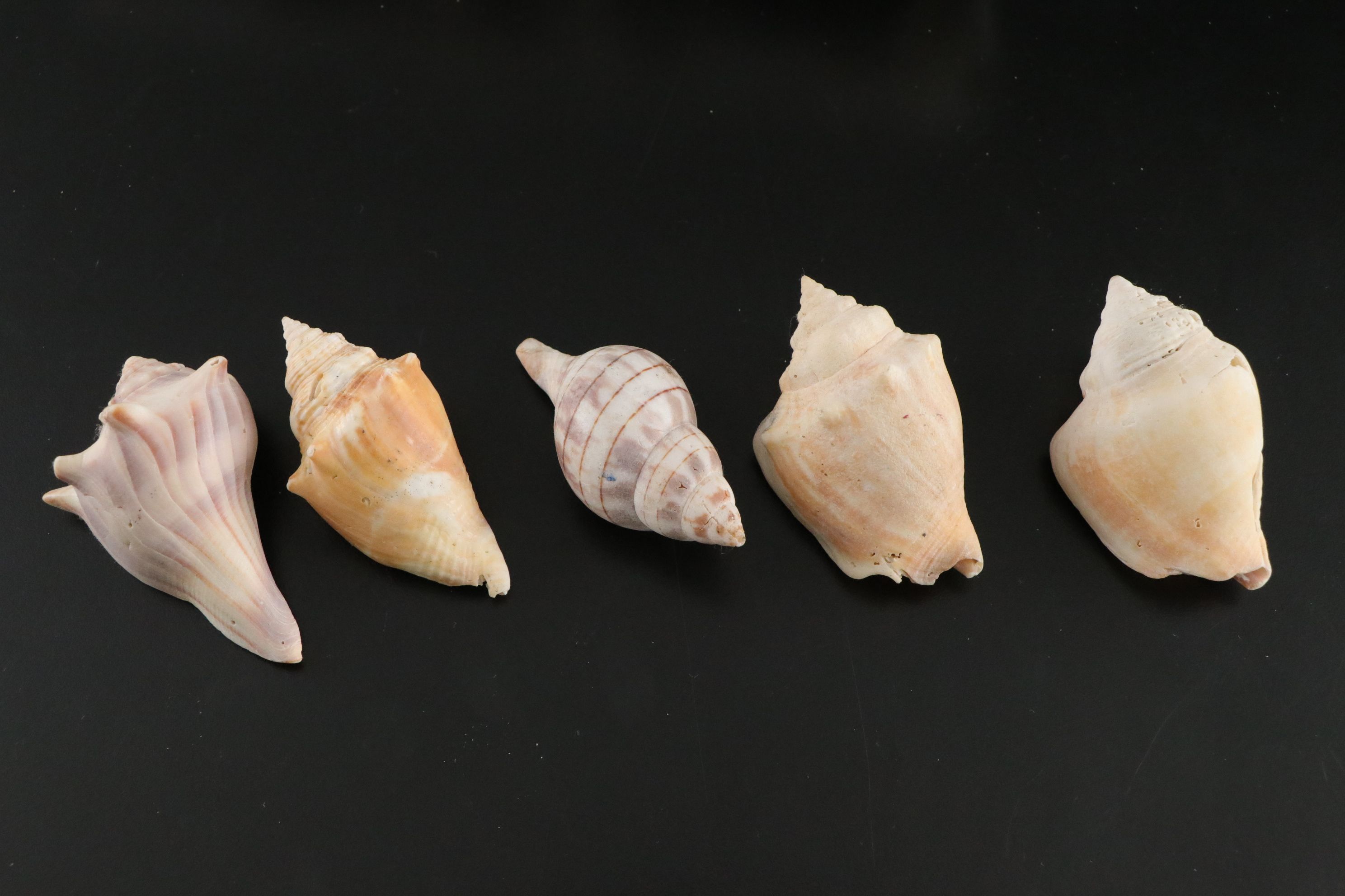 Seashell Encrusted Trinket Box with More Seashell Specimen