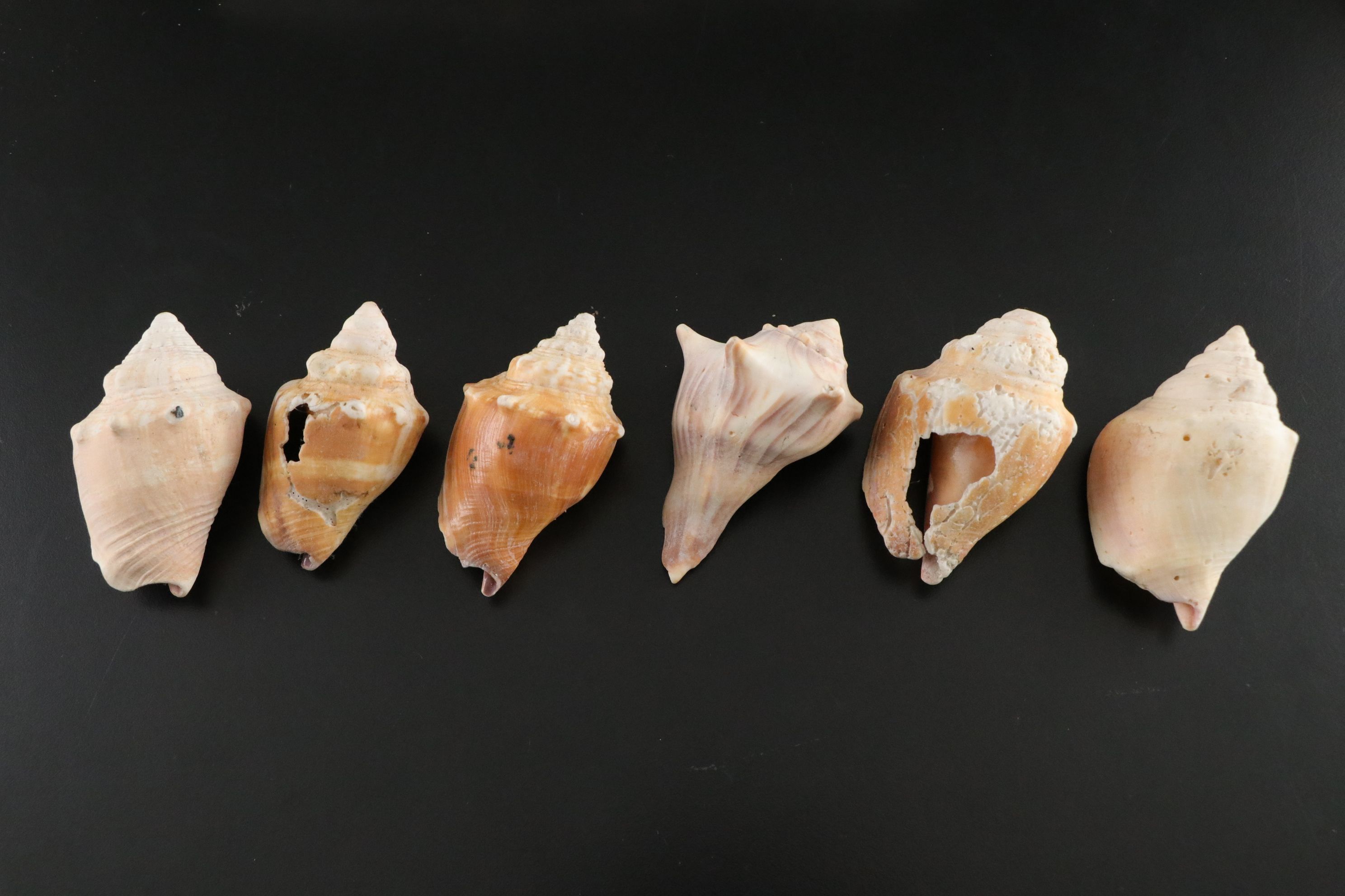 Seashell Encrusted Trinket Box with More Seashell Specimen